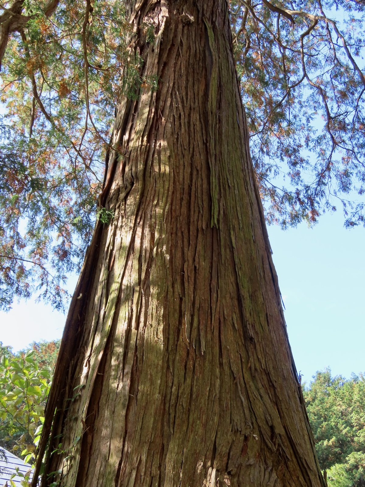 Golden Mop false cypress