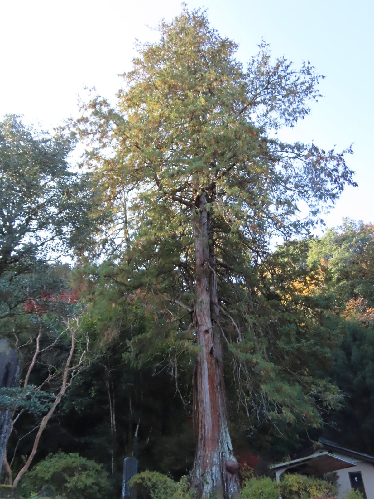 Golden Mop false cypress