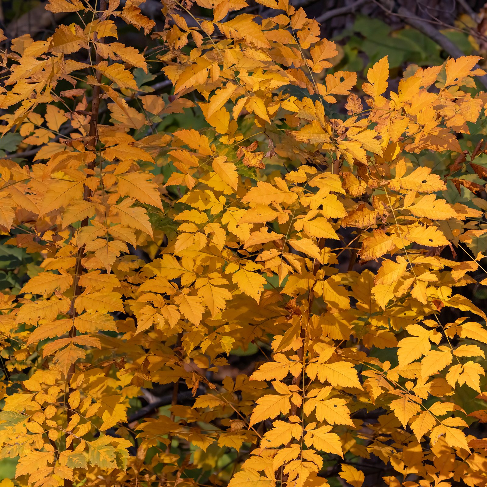Golden rain tree
