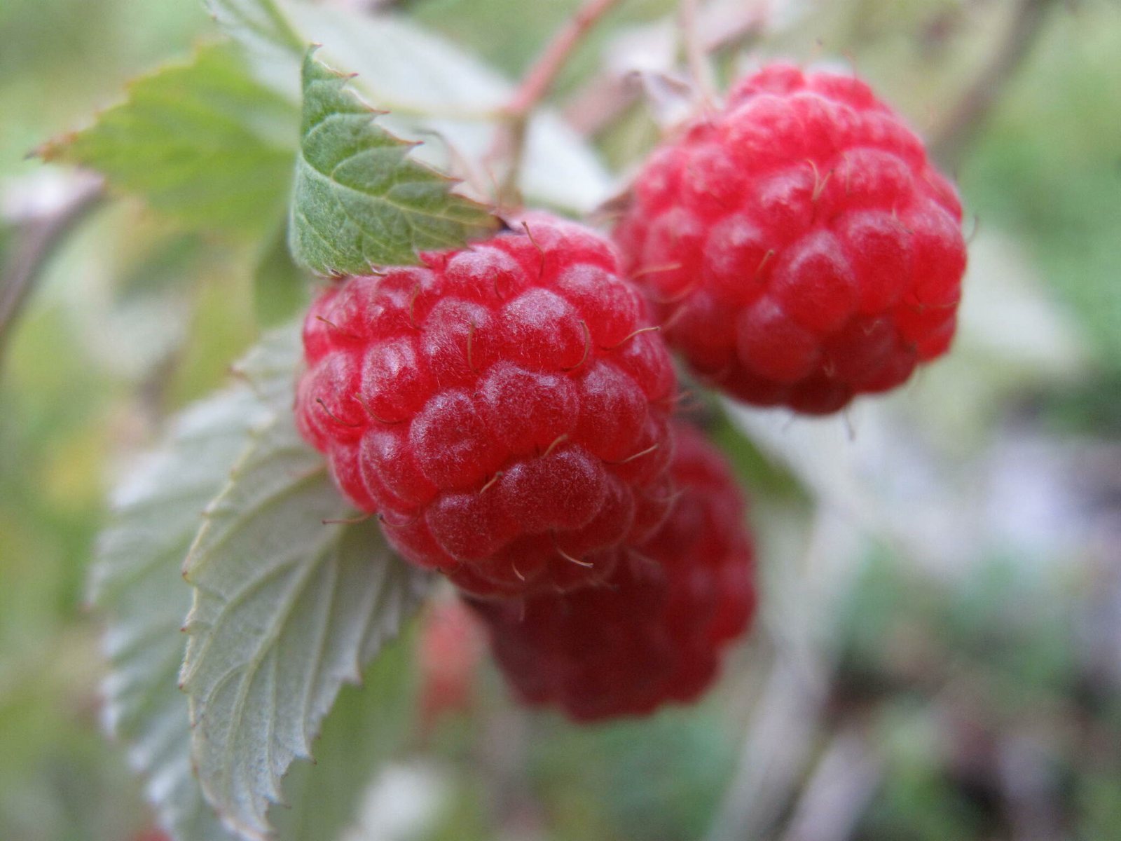 Golden raspberry 'Fall Gold'