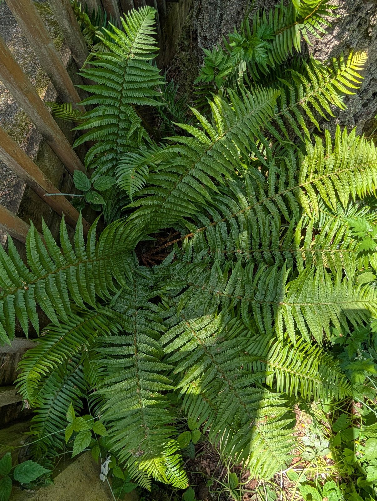 Golden-scaled male fern