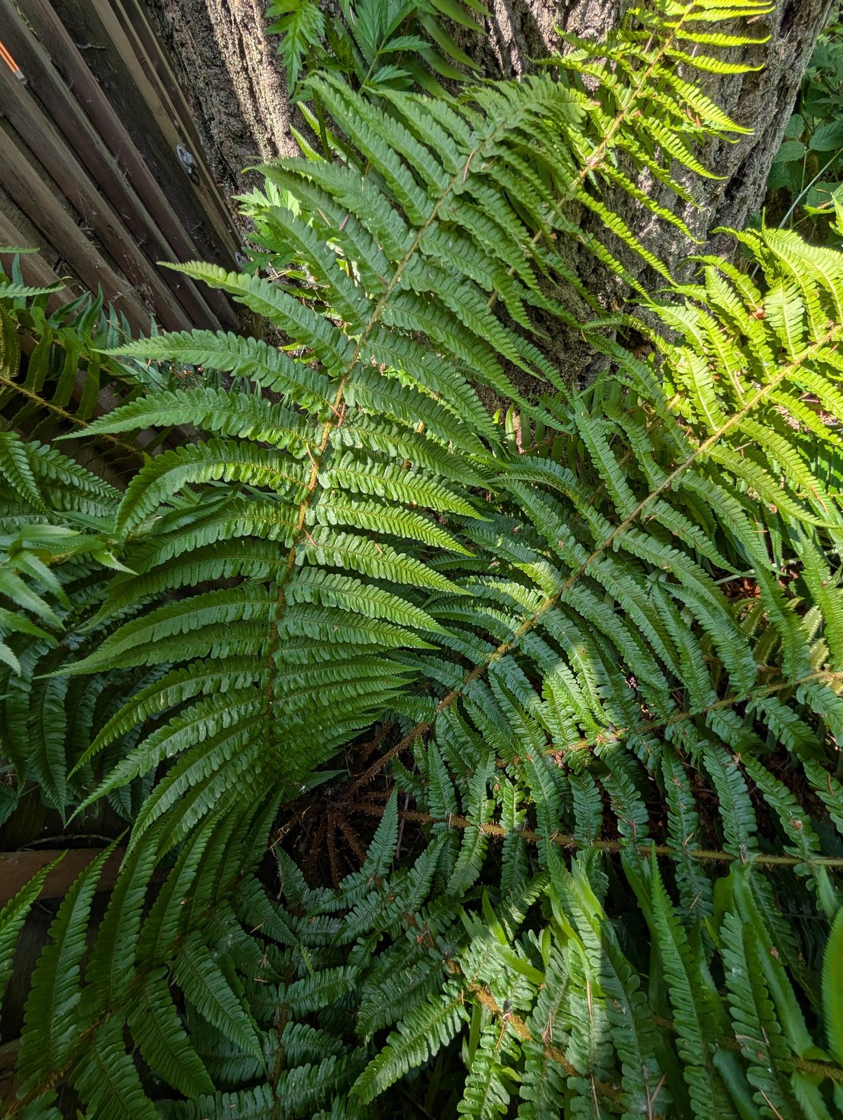 Golden-scaled male fern