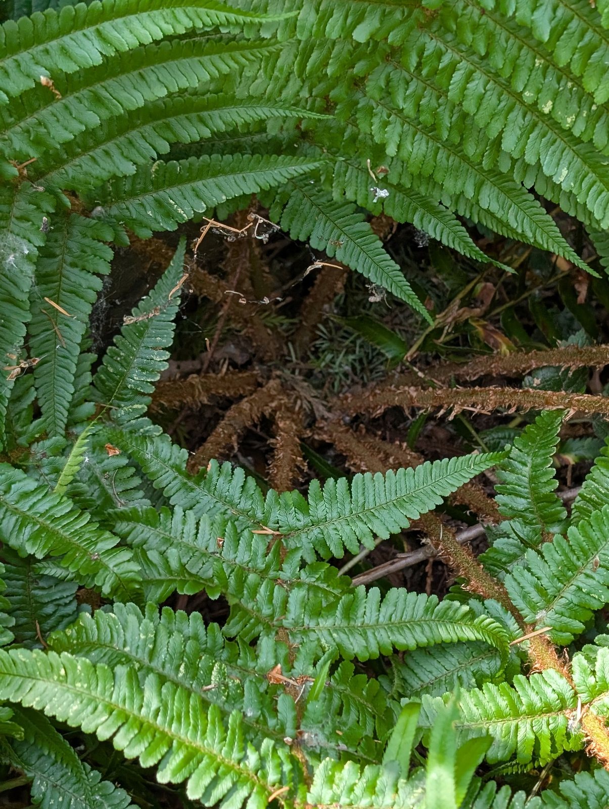 Golden-scaled male fern