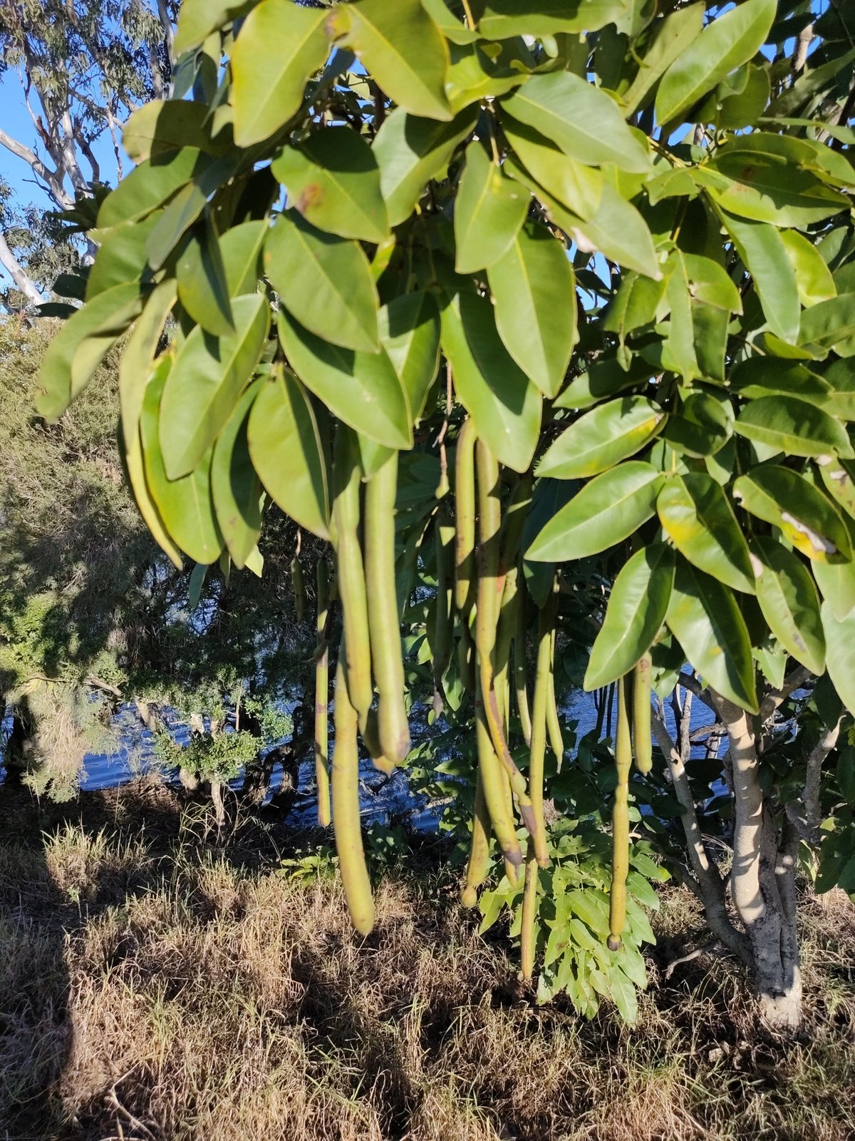 Golden shower tree