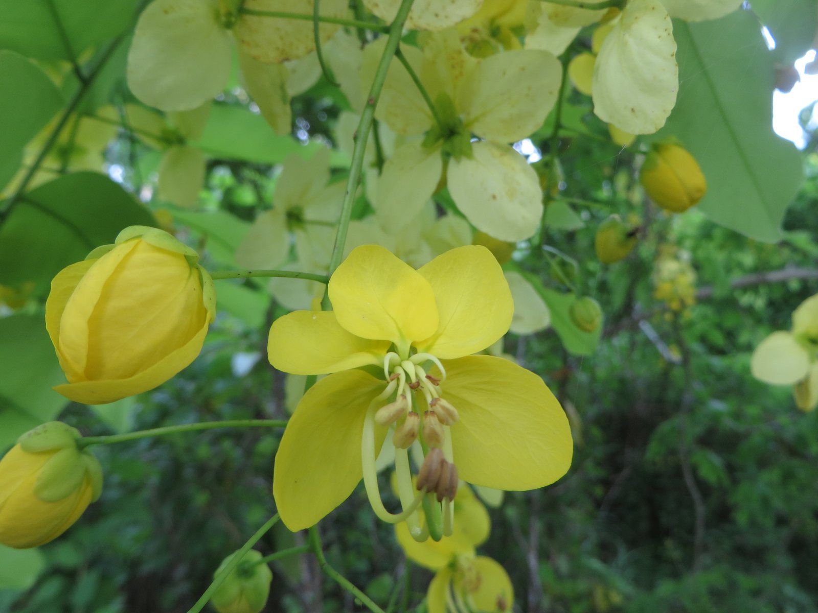 Golden shower tree