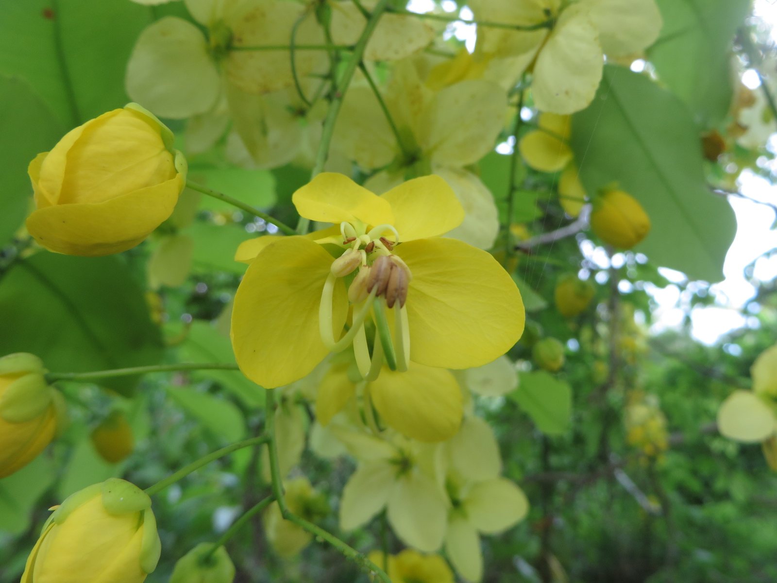 Golden shower tree