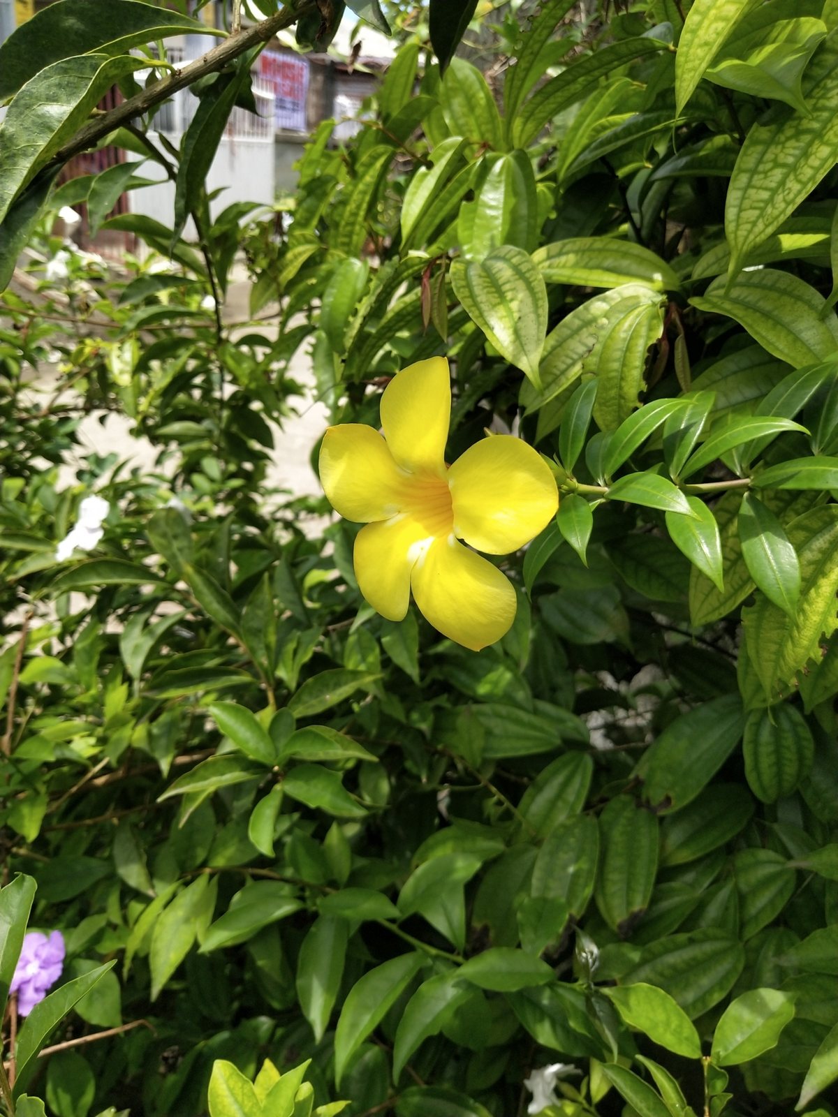 Golden trumpet