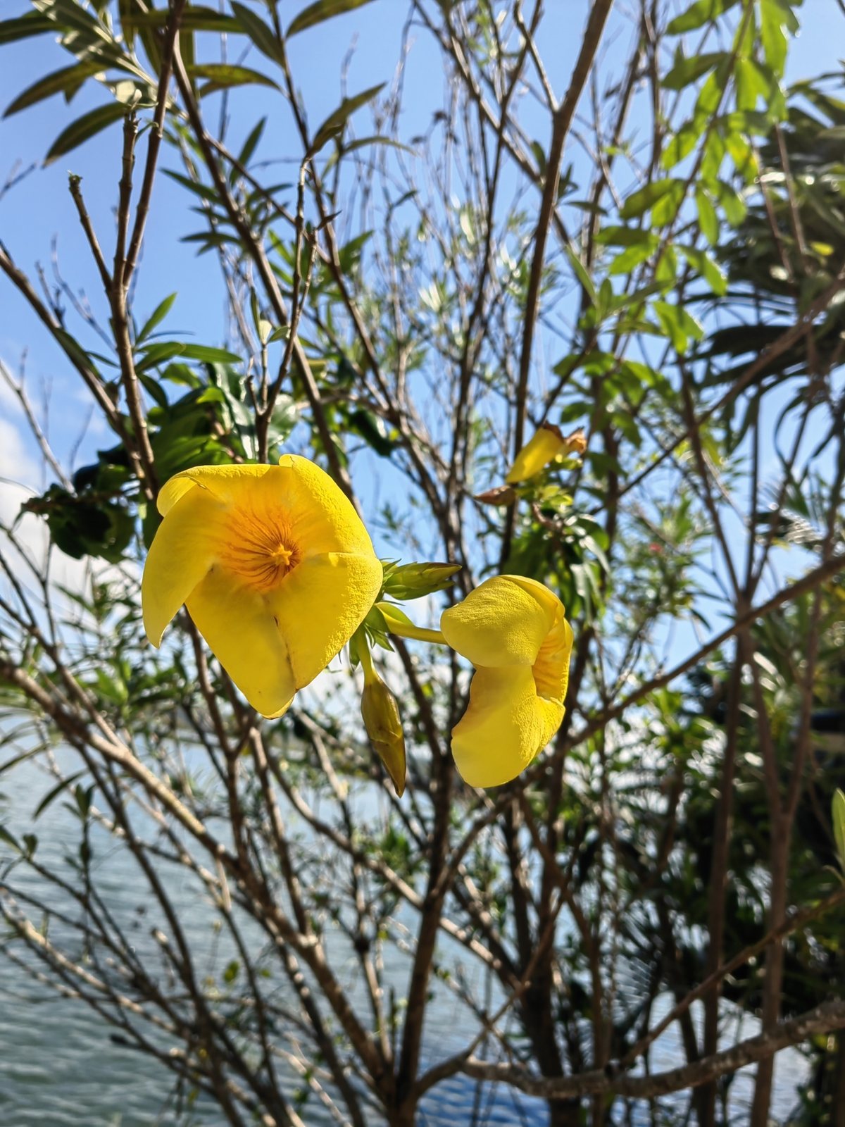 Golden trumpet