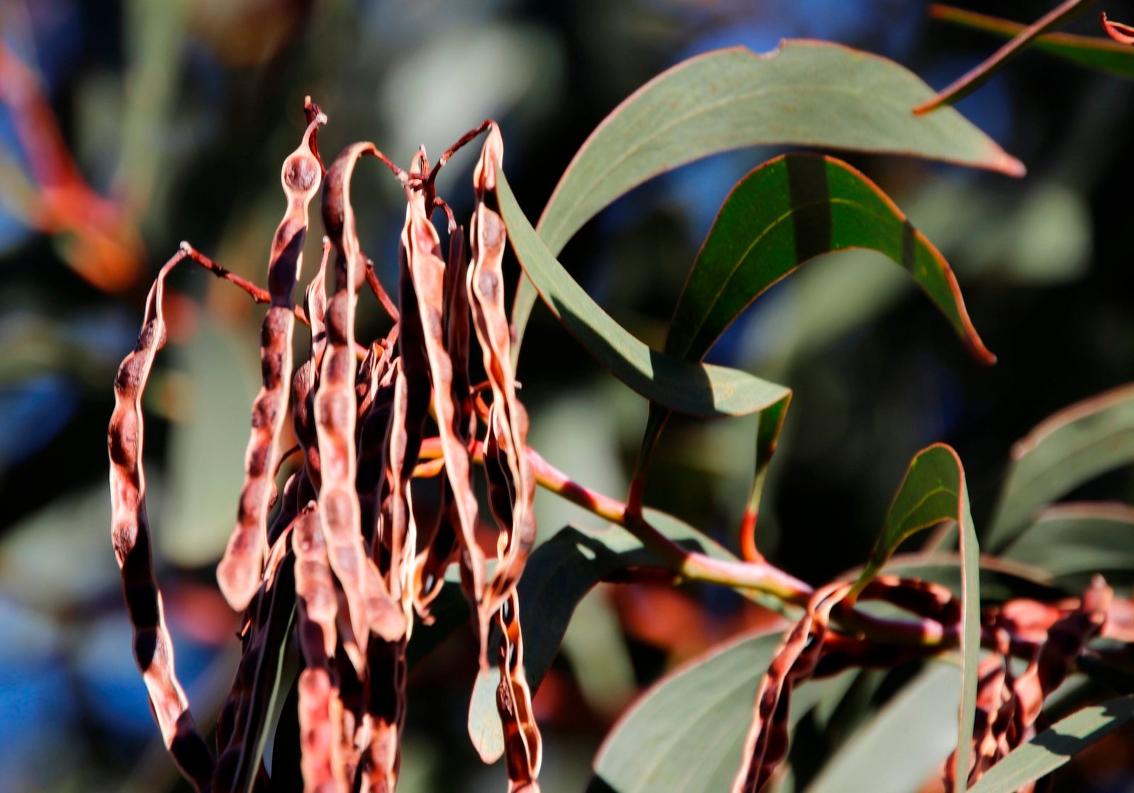 Golden wattle