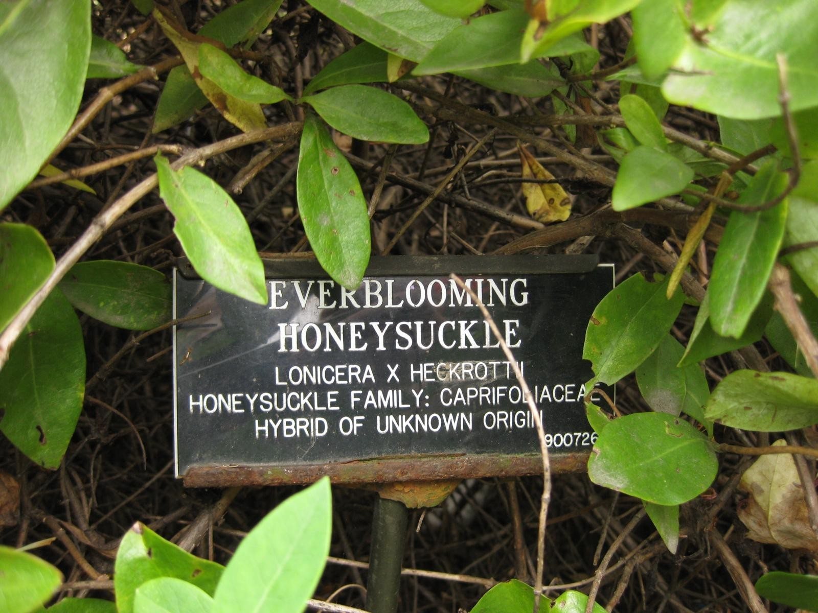 Goldflame honeysuckle
