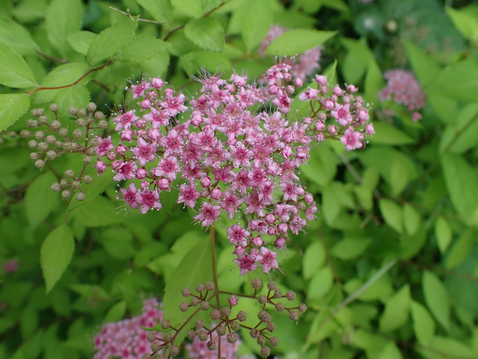 Goldflame spirea