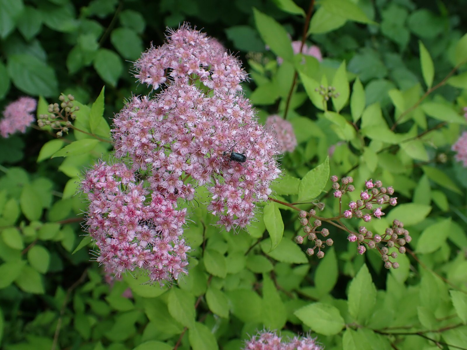 Goldflame spirea