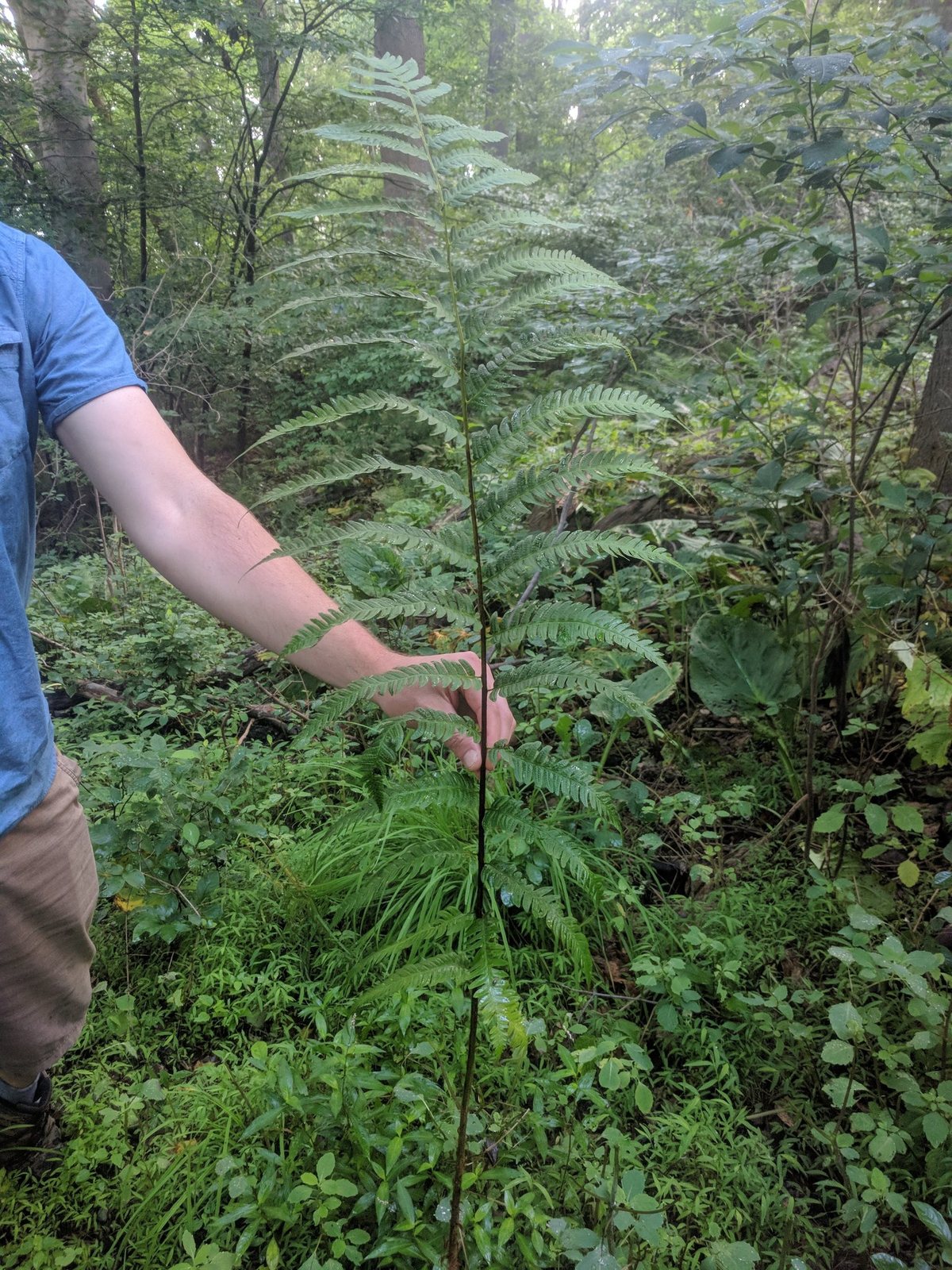 Goldie's wood fern
