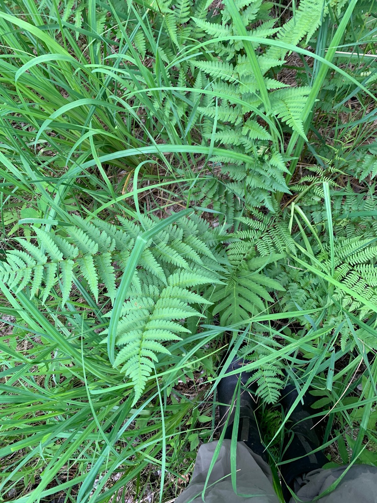 Goldie's wood fern