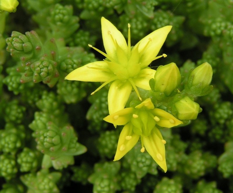 Goldmoss stonecrop