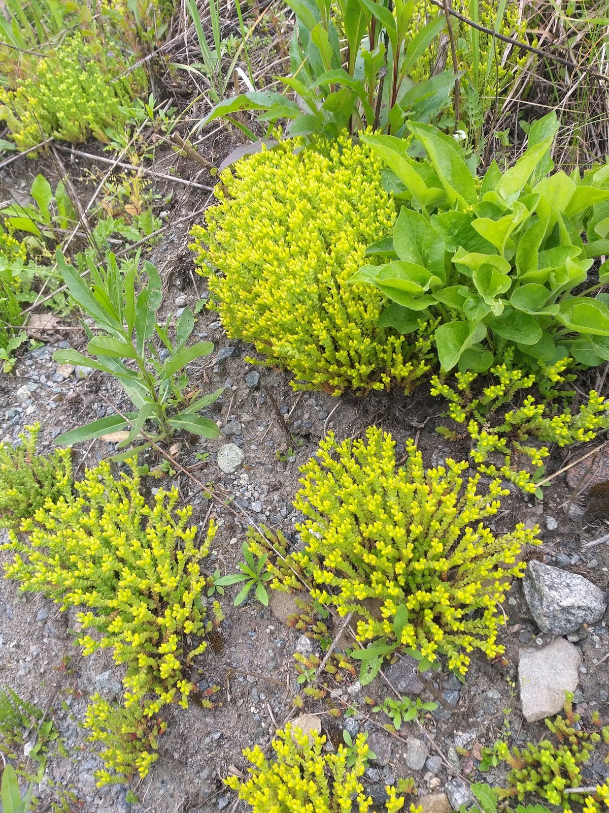 Goldmoss stonecrop