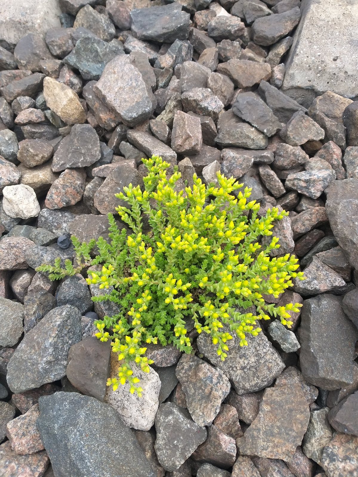 Goldmoss stonecrop