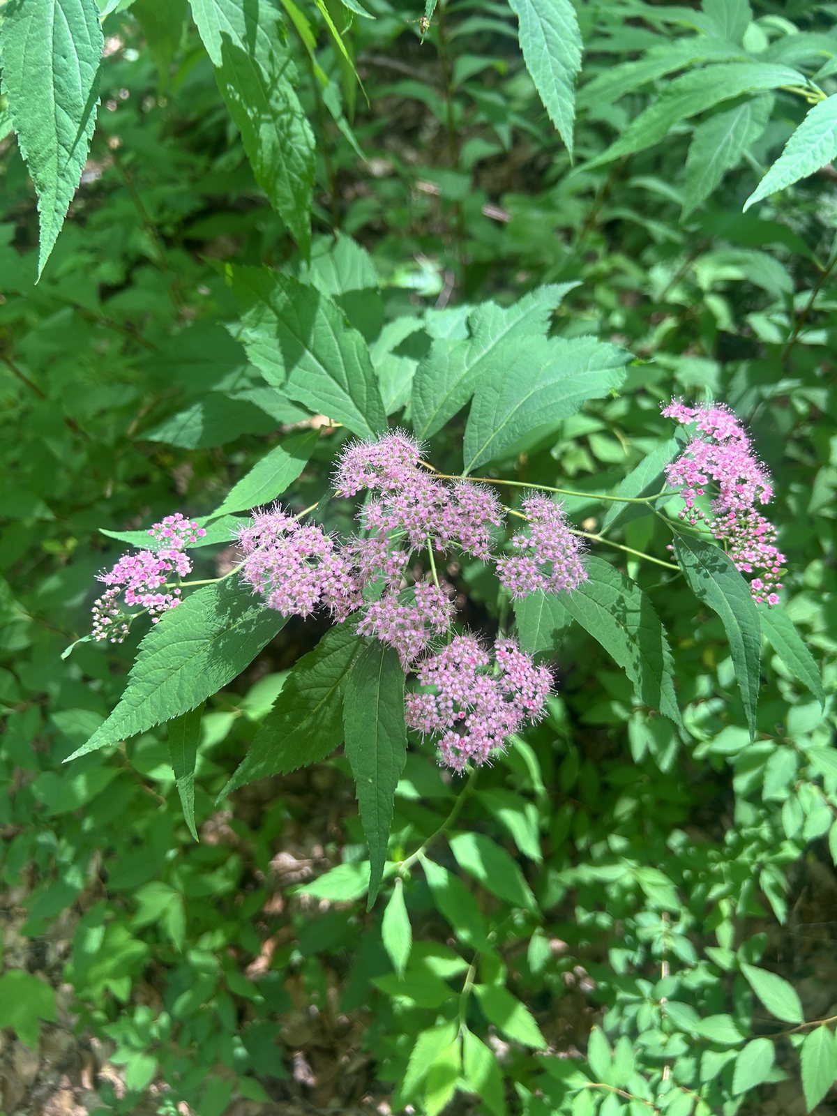 Goldmound spirea