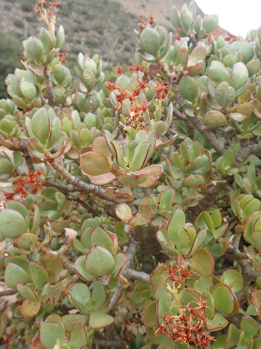 Gollum jade