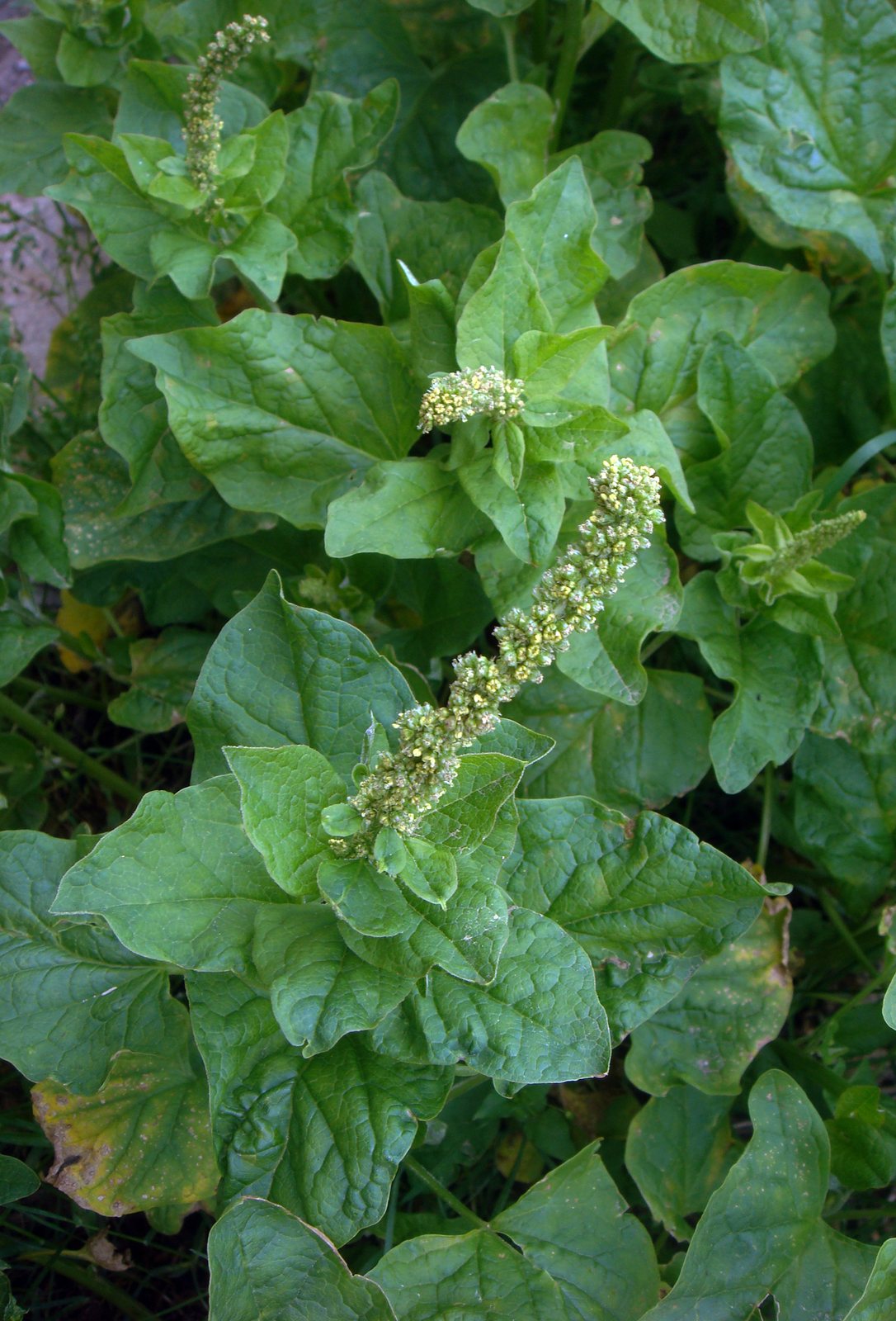 Good King Henry