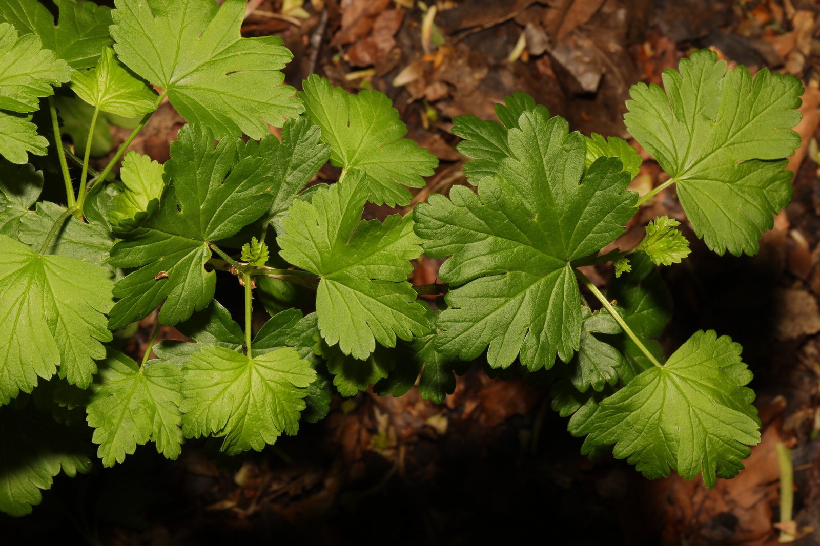 Gooseberry