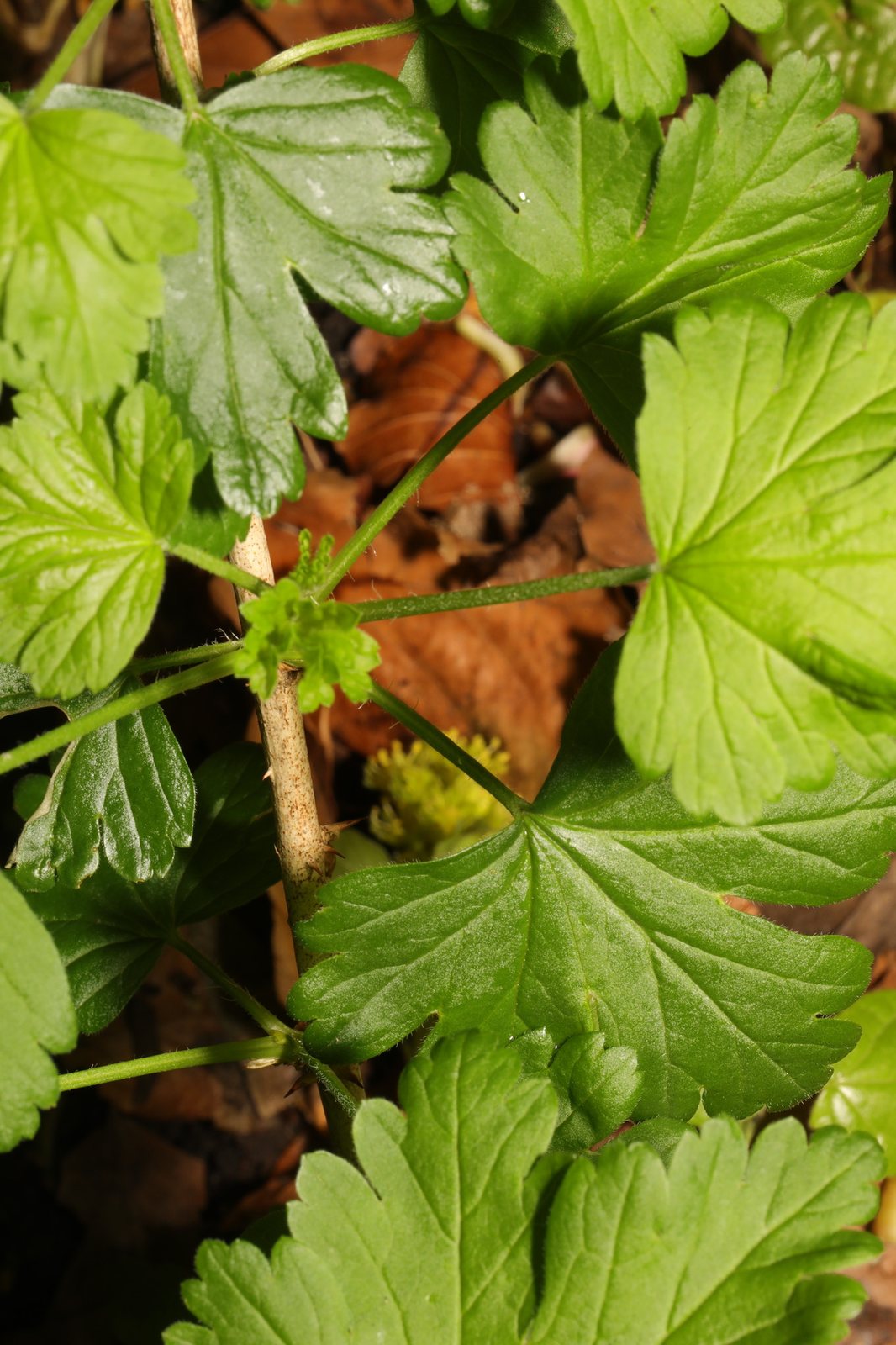 Gooseberry