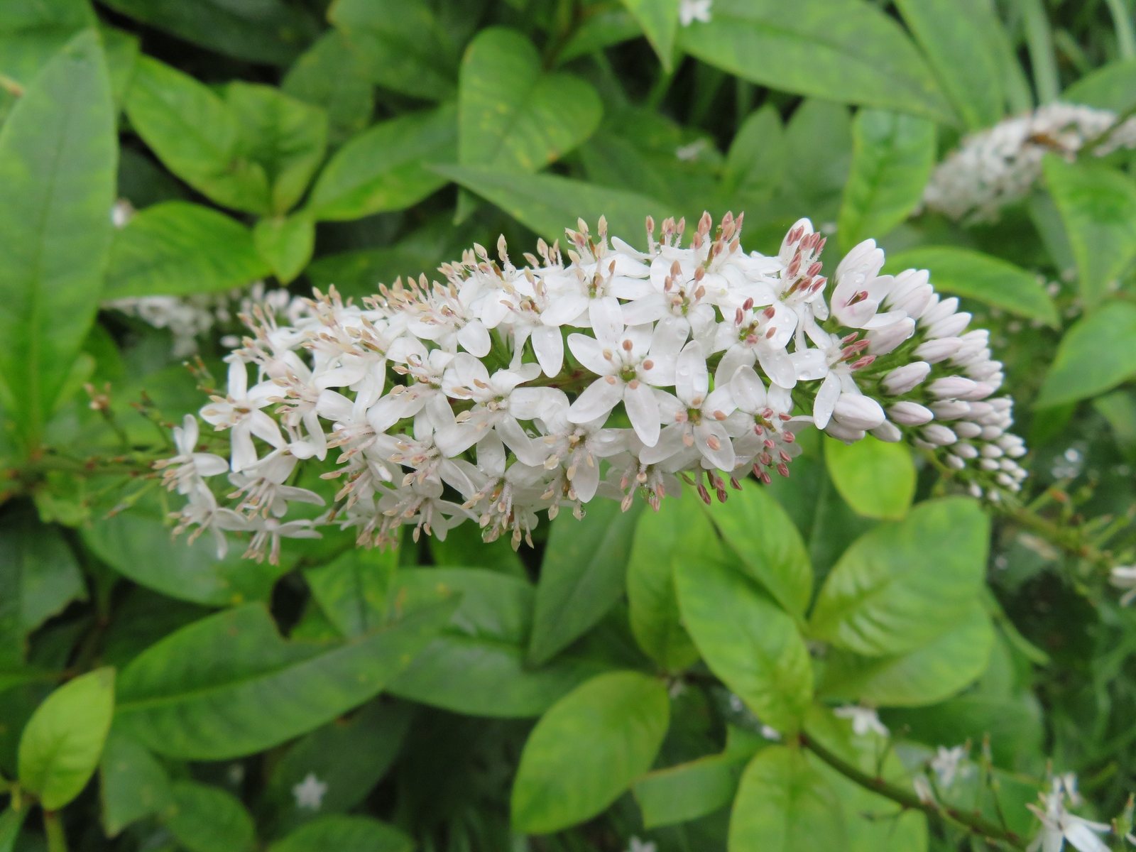 Gooseneck loosestrife