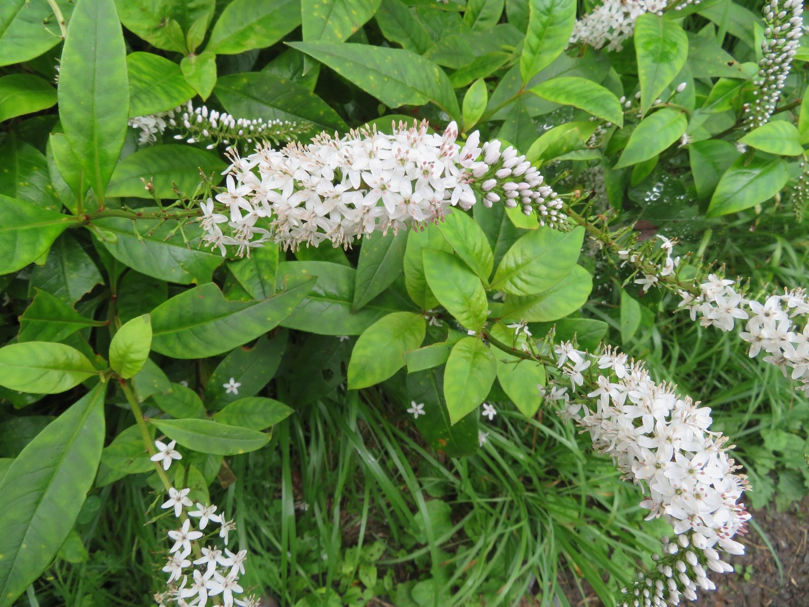 Gooseneck loosestrife