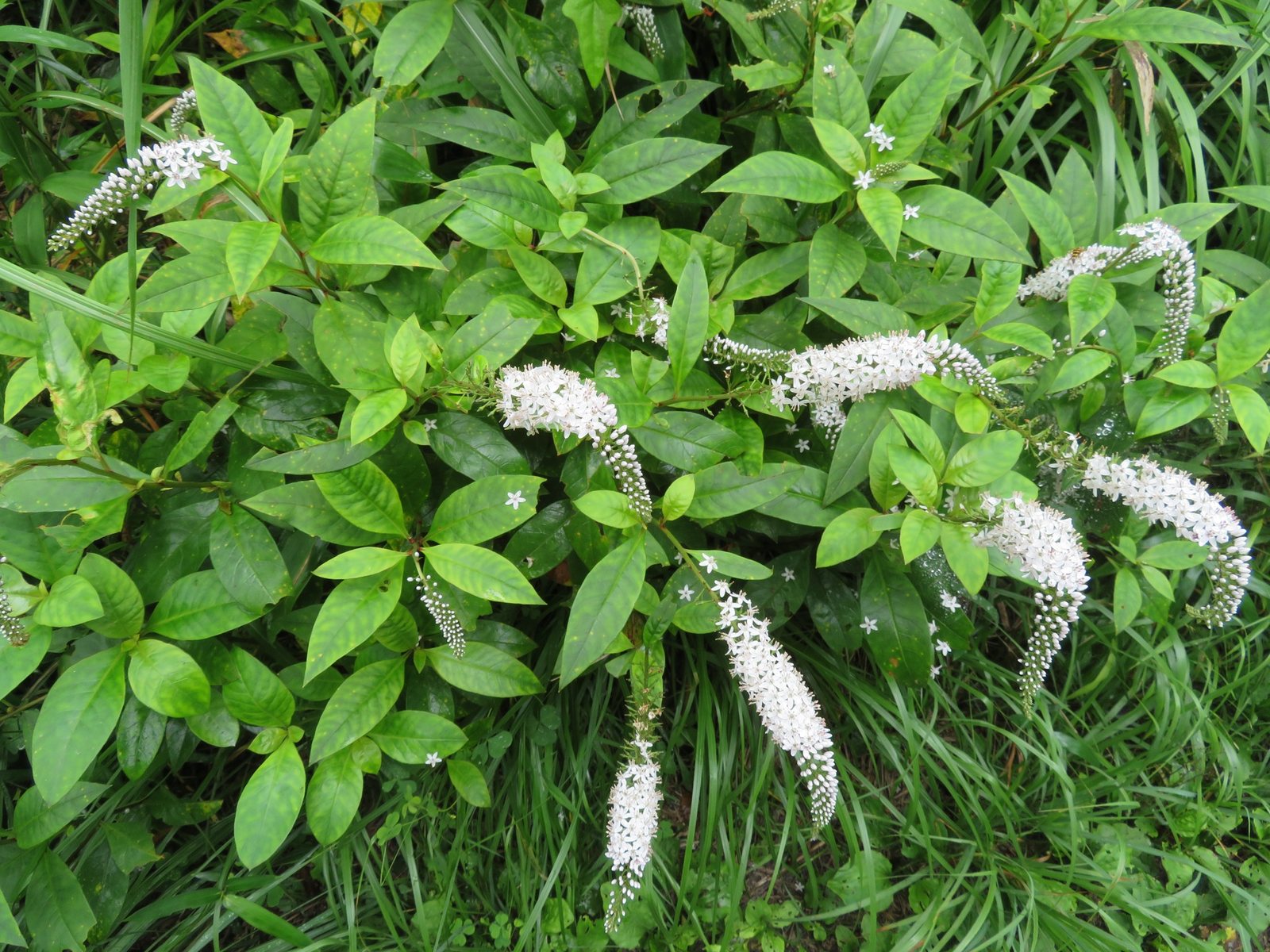 Gooseneck loosestrife