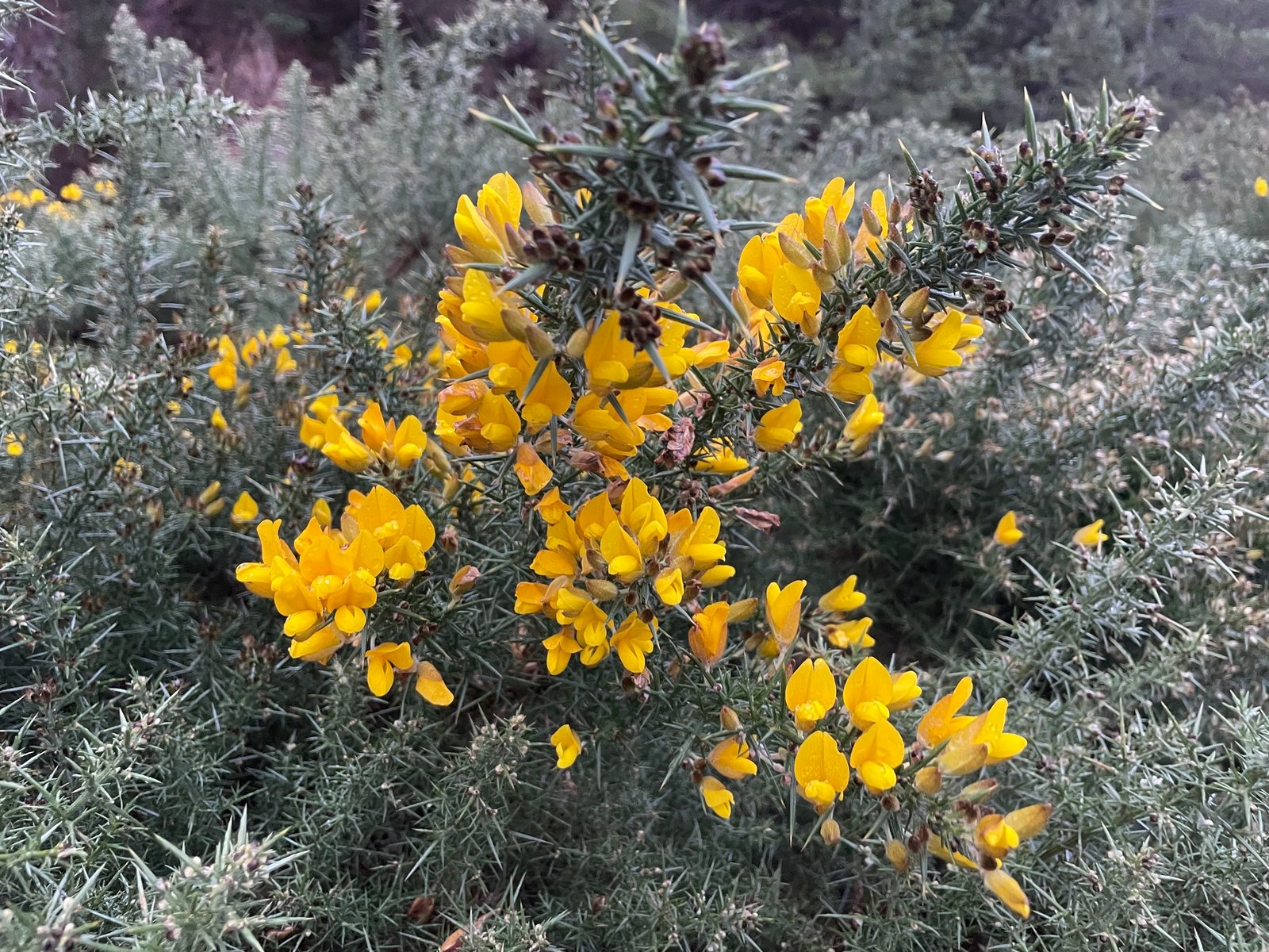 Gorse