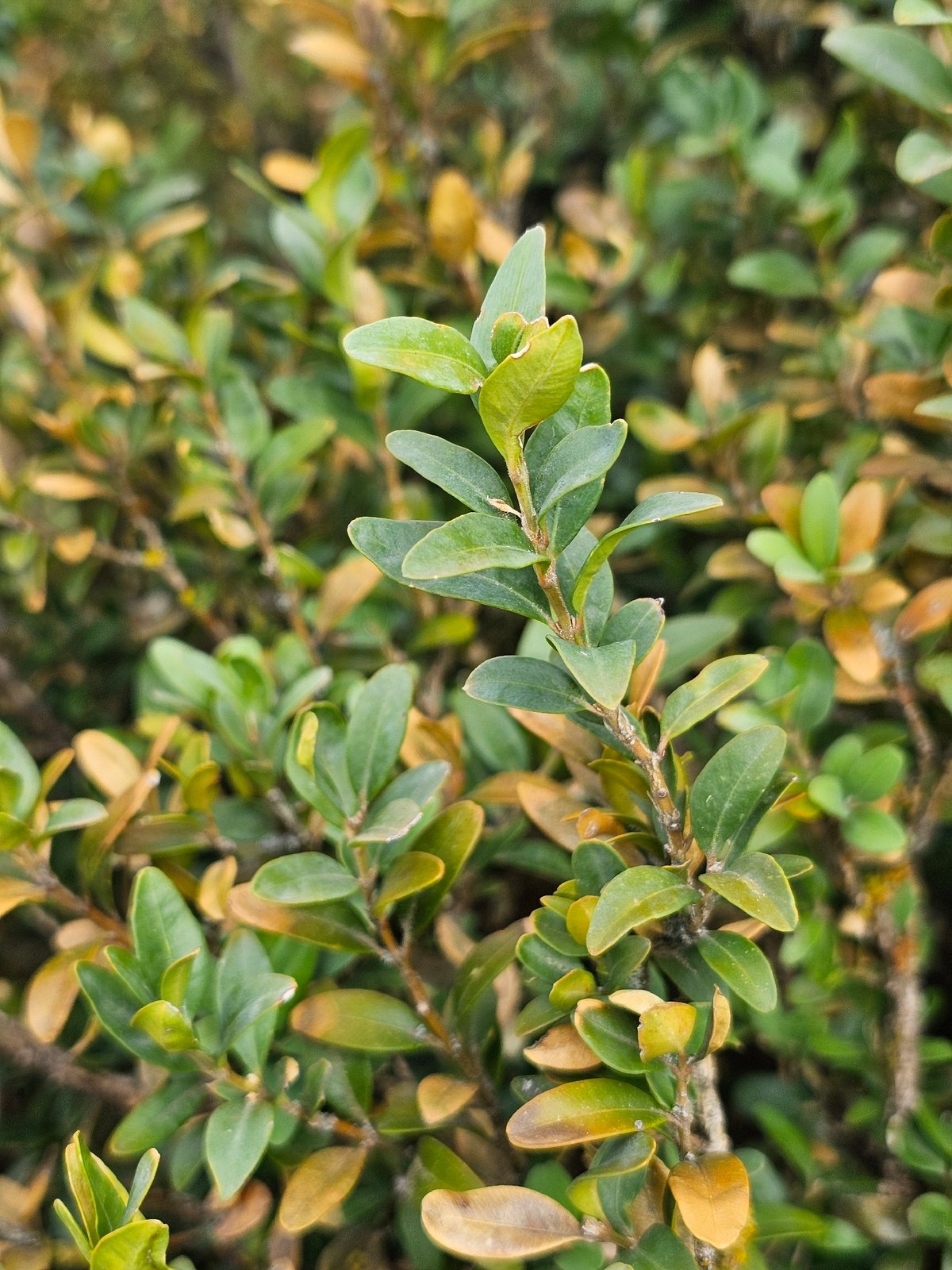 Graham Blandy boxwood
