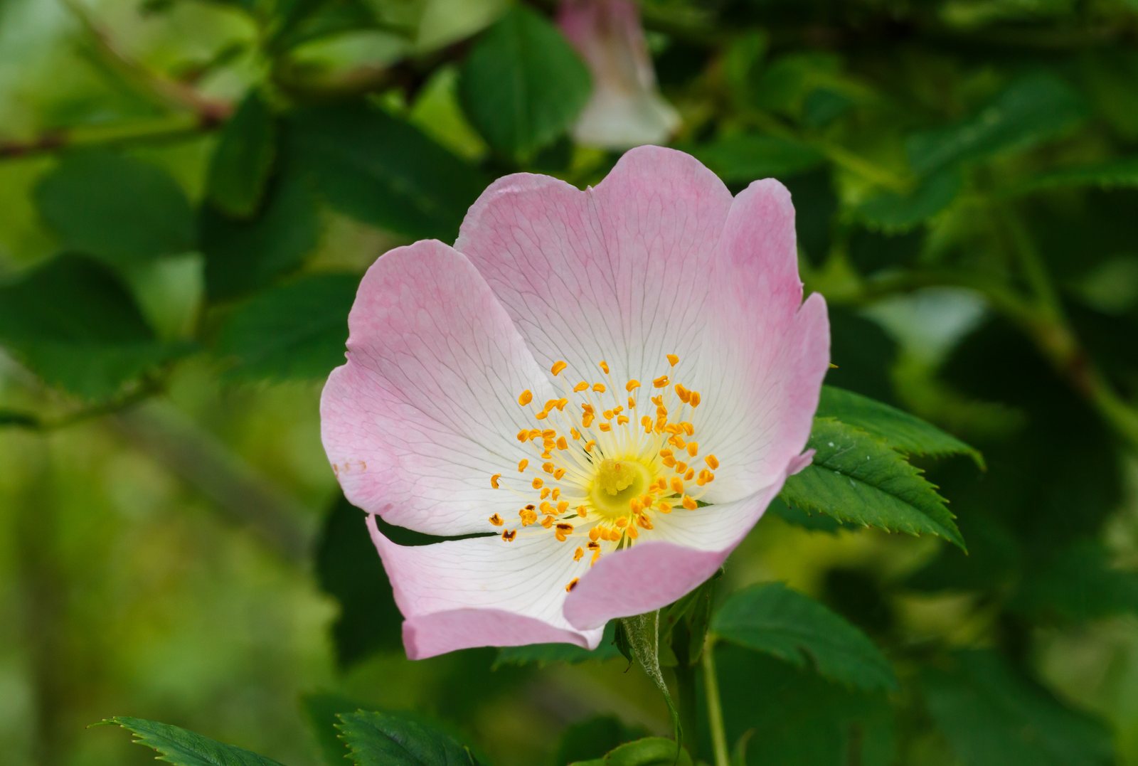 Graham Thomas rose