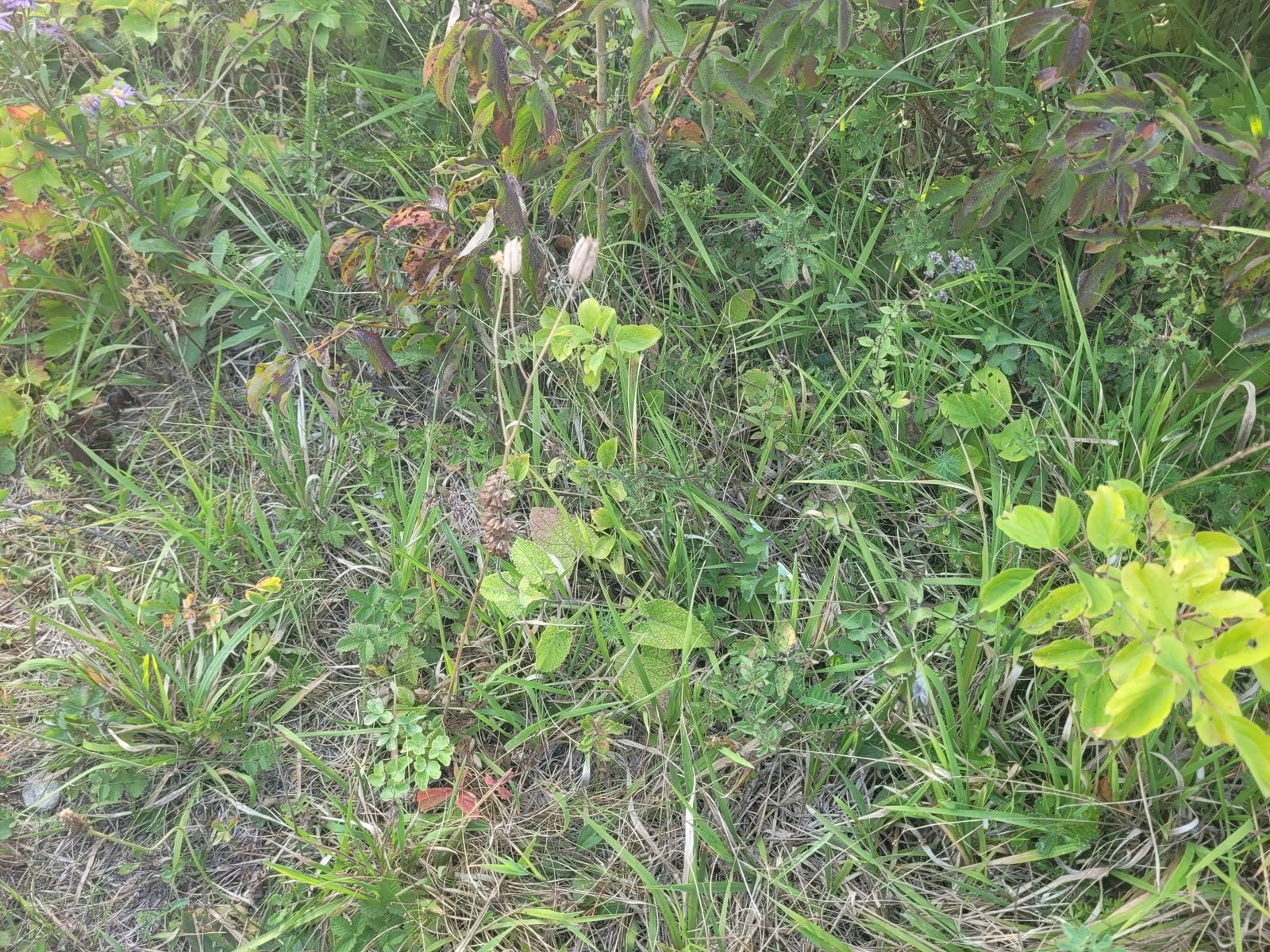 Granny's bonnet