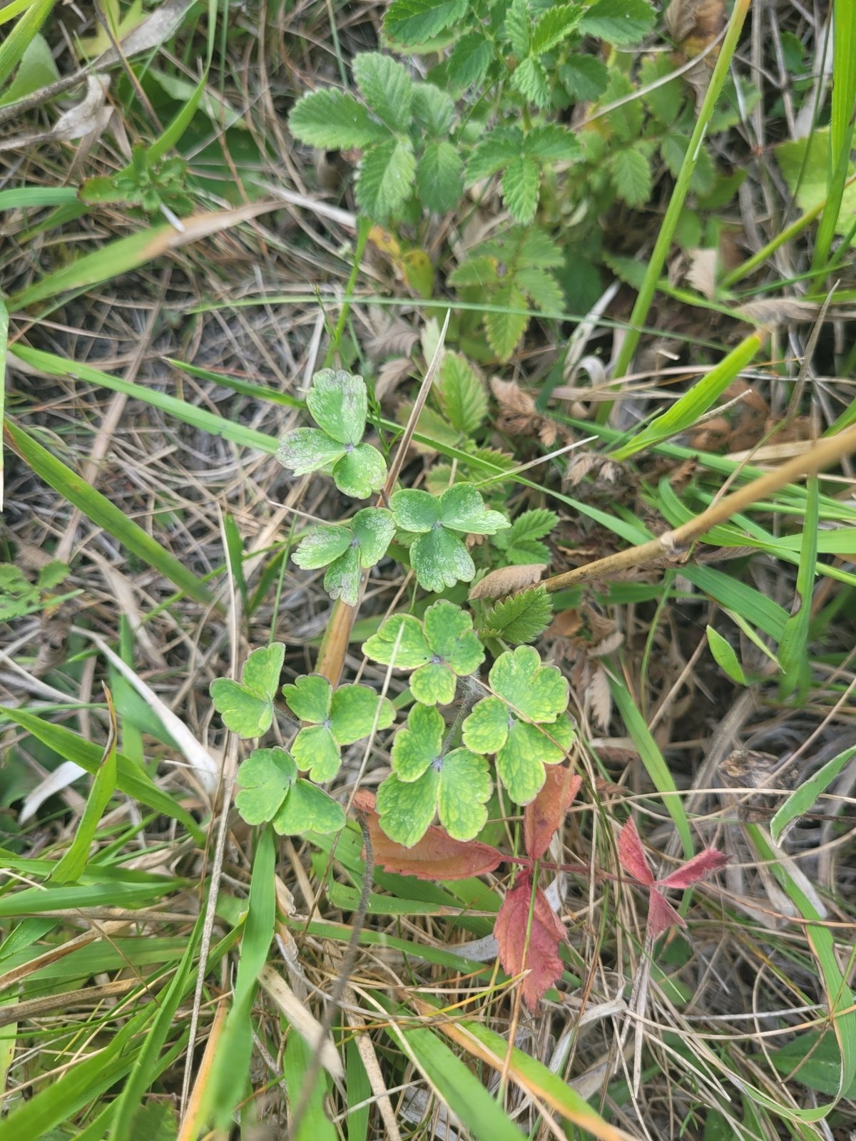 Granny's bonnet