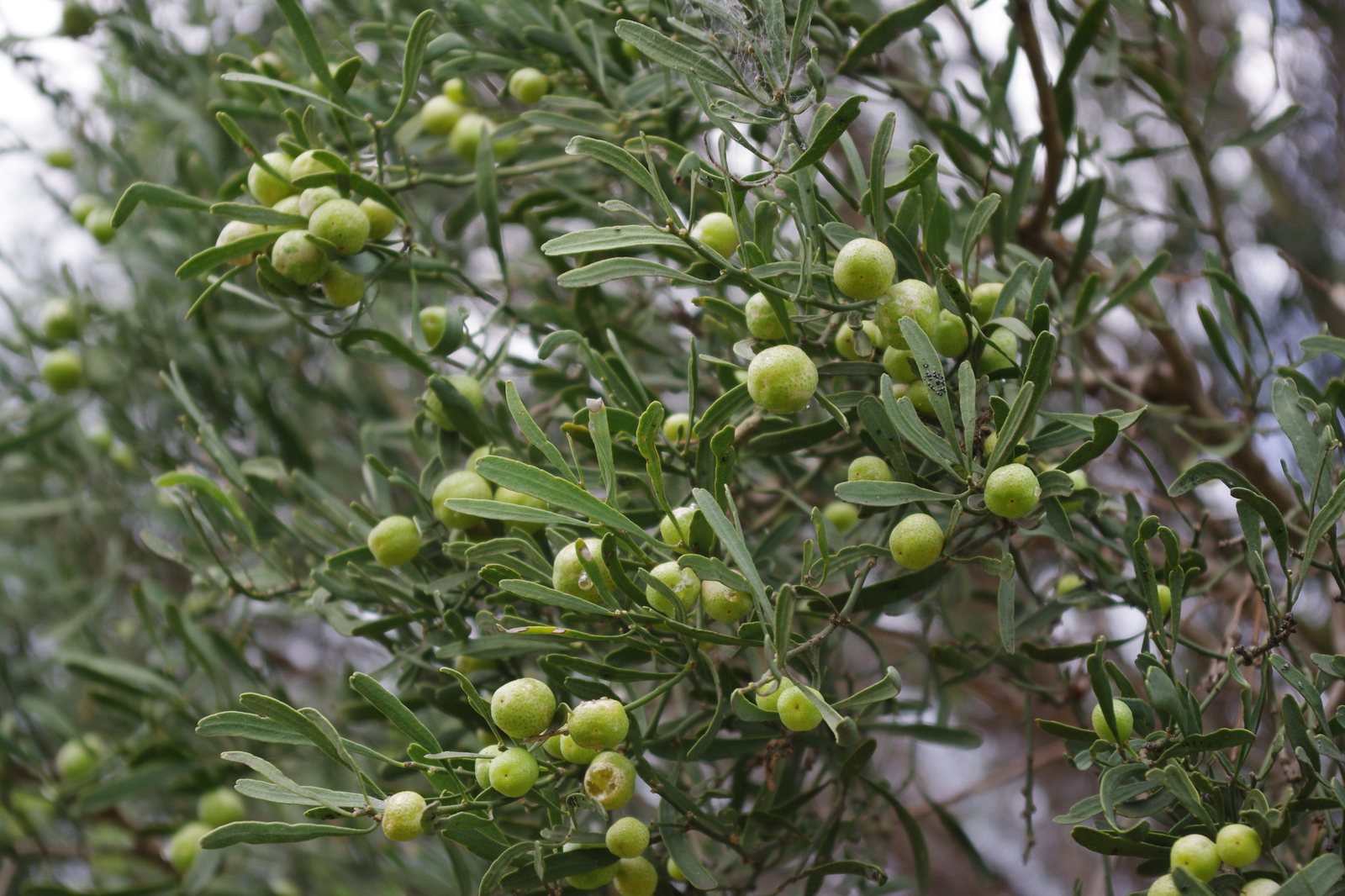 Grapefruit