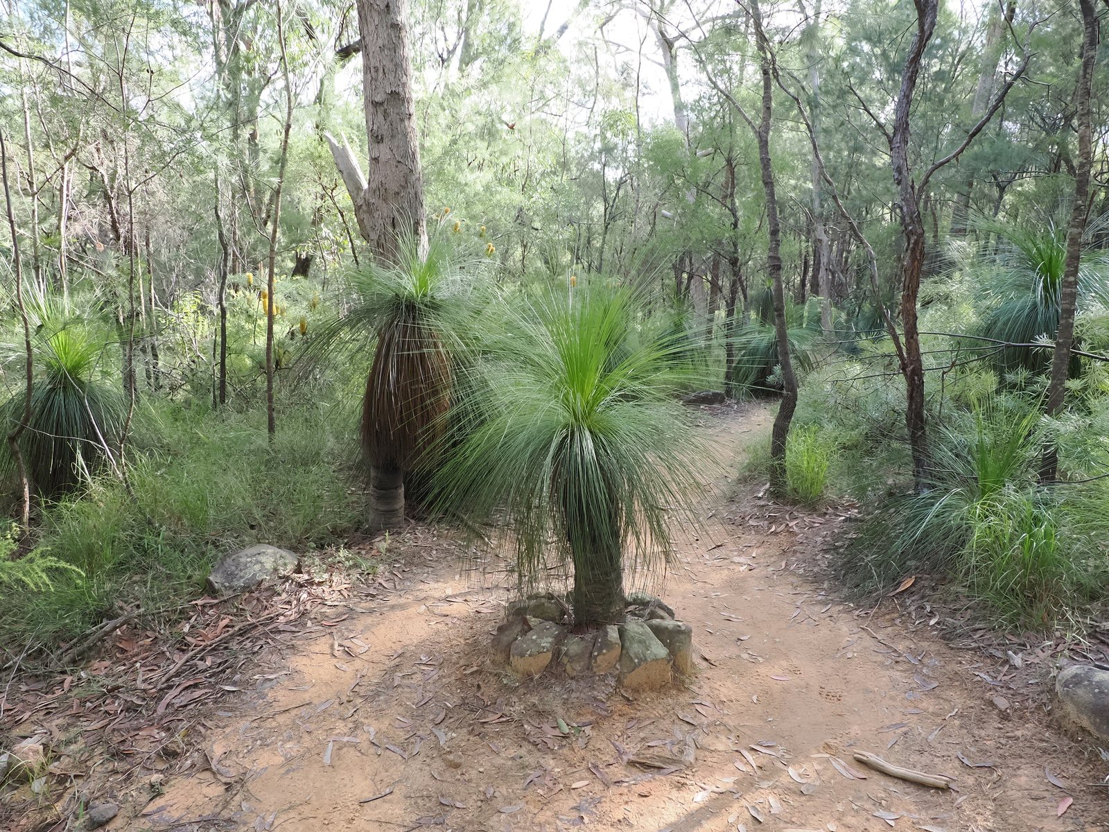Grass tree