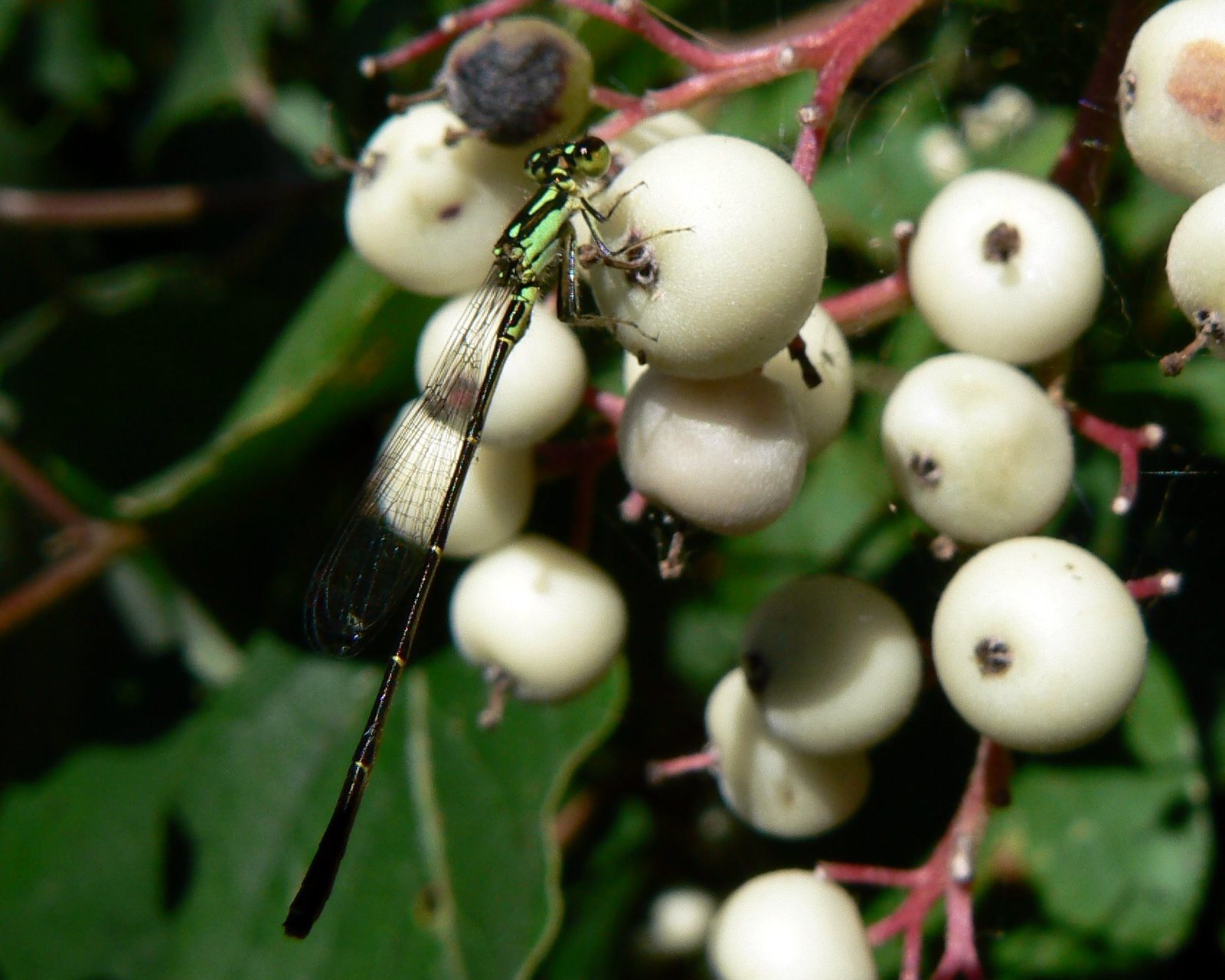 Gray dogwood