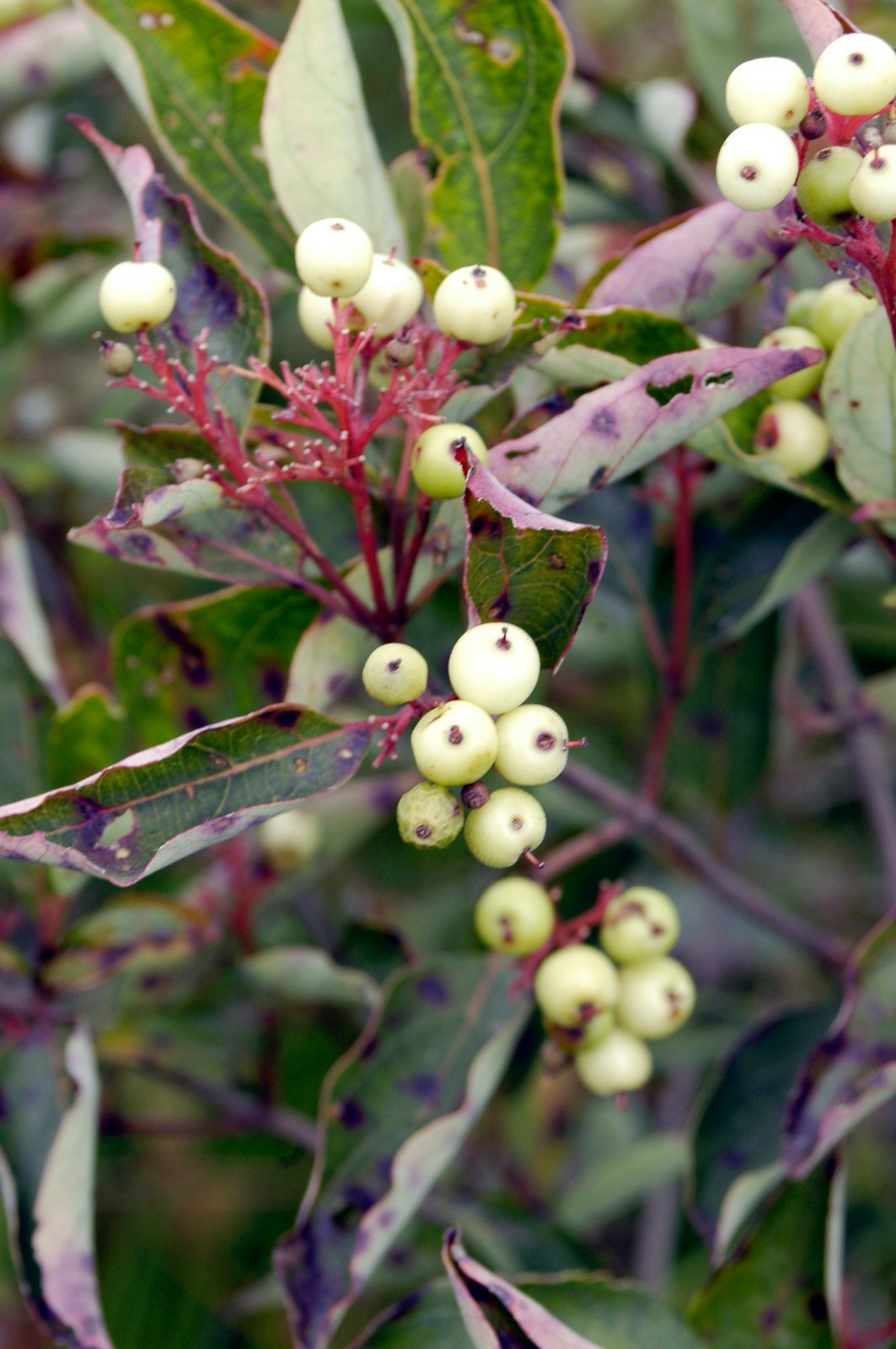 Gray dogwood