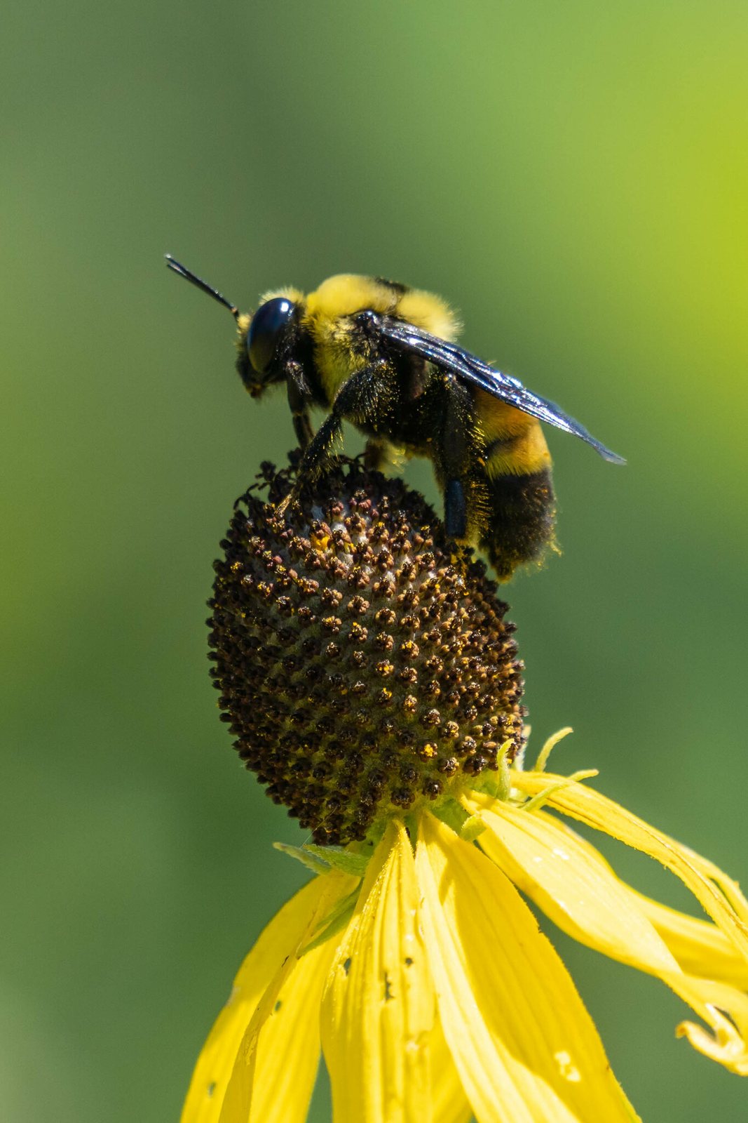 Gray-headed coneflower