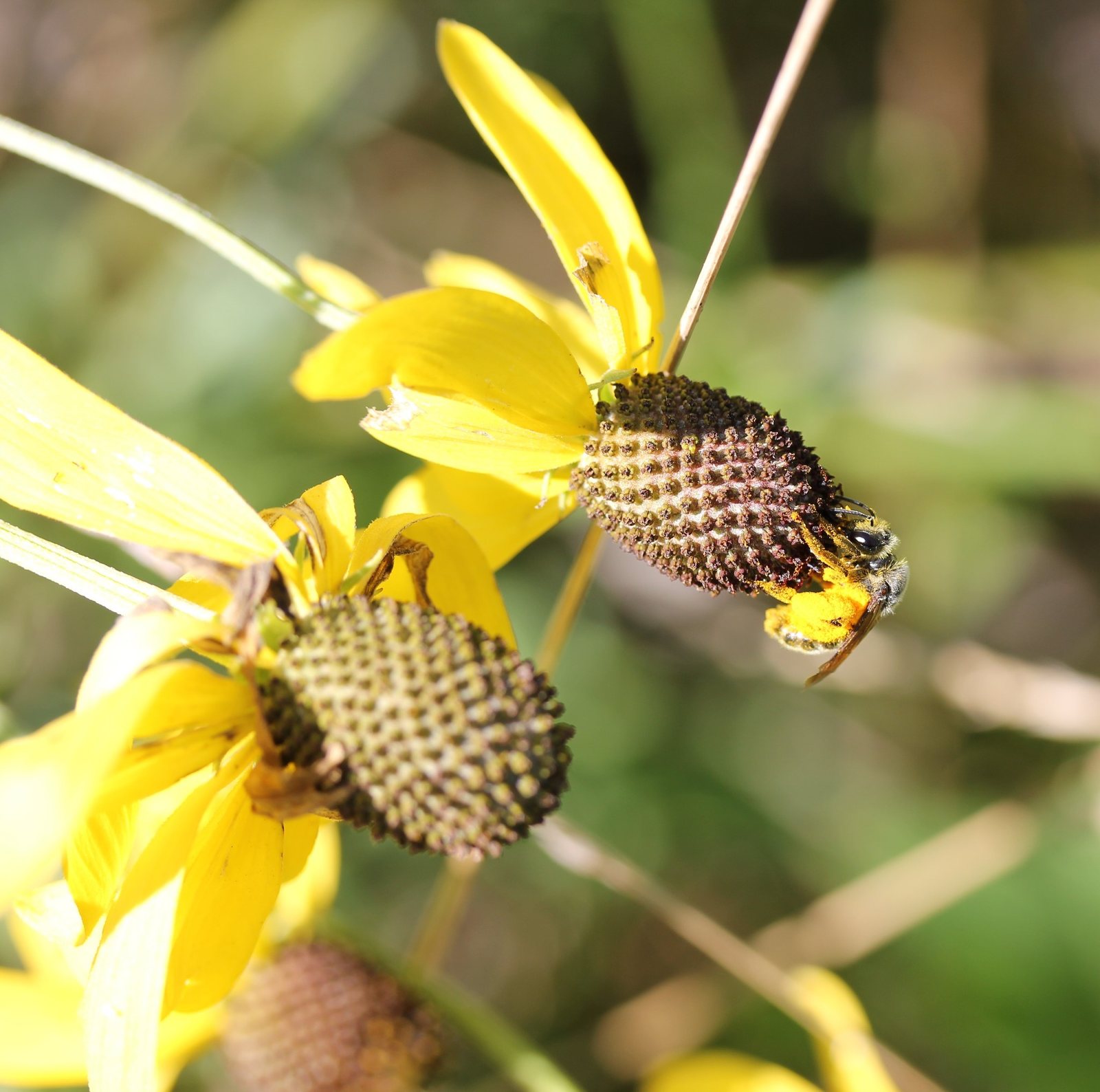 Gray-headed coneflower