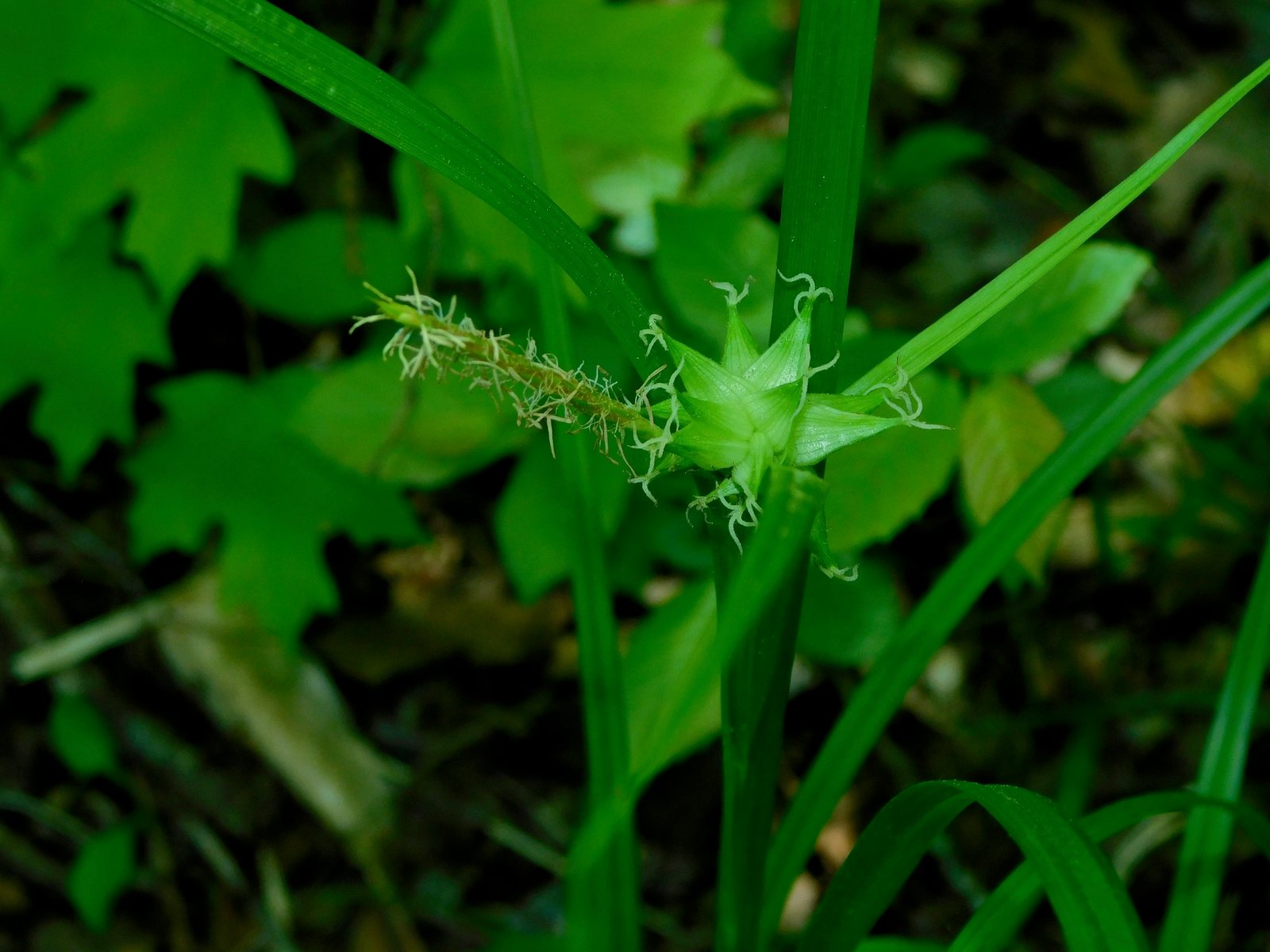 Gray's sedge