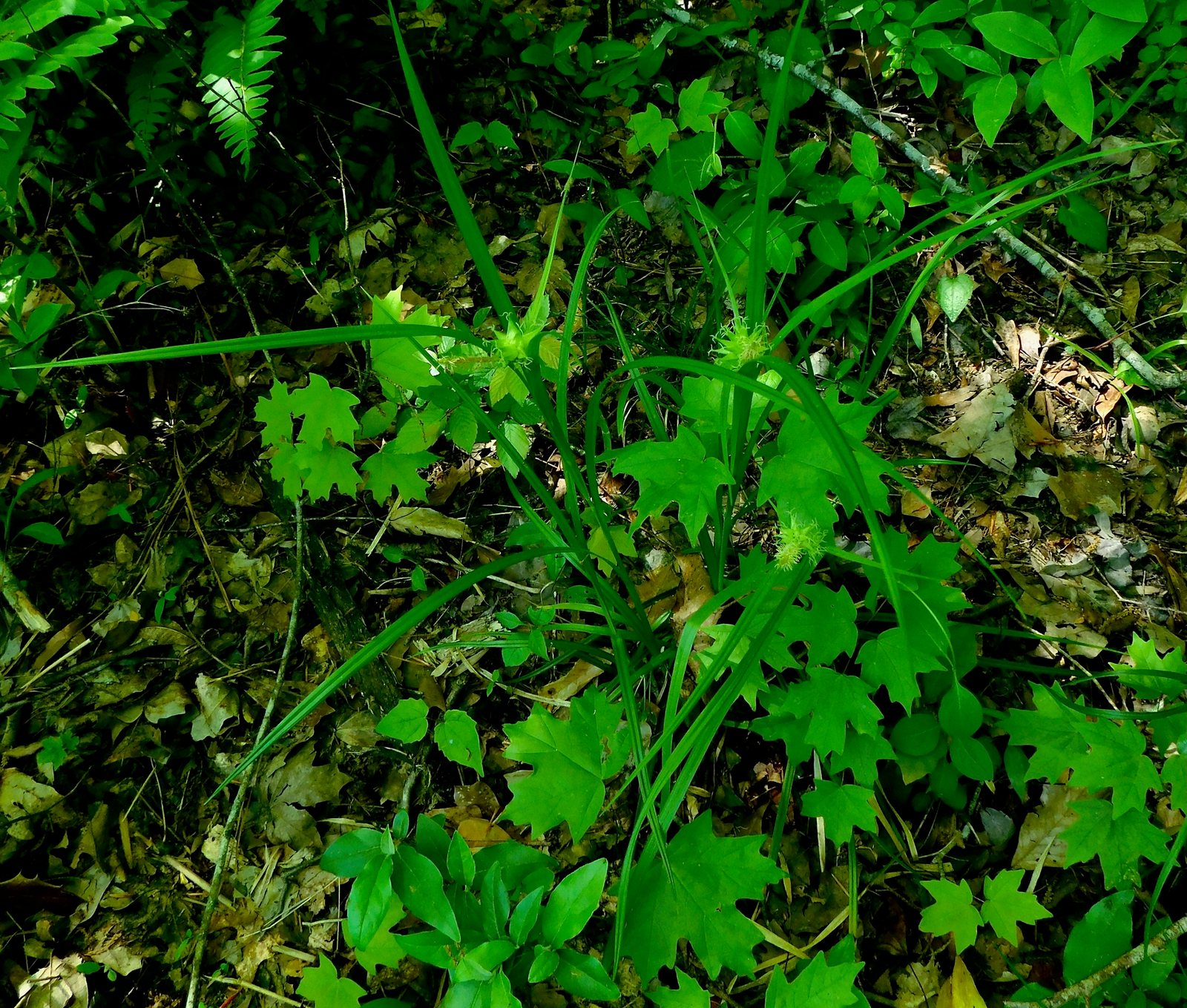 Gray's sedge