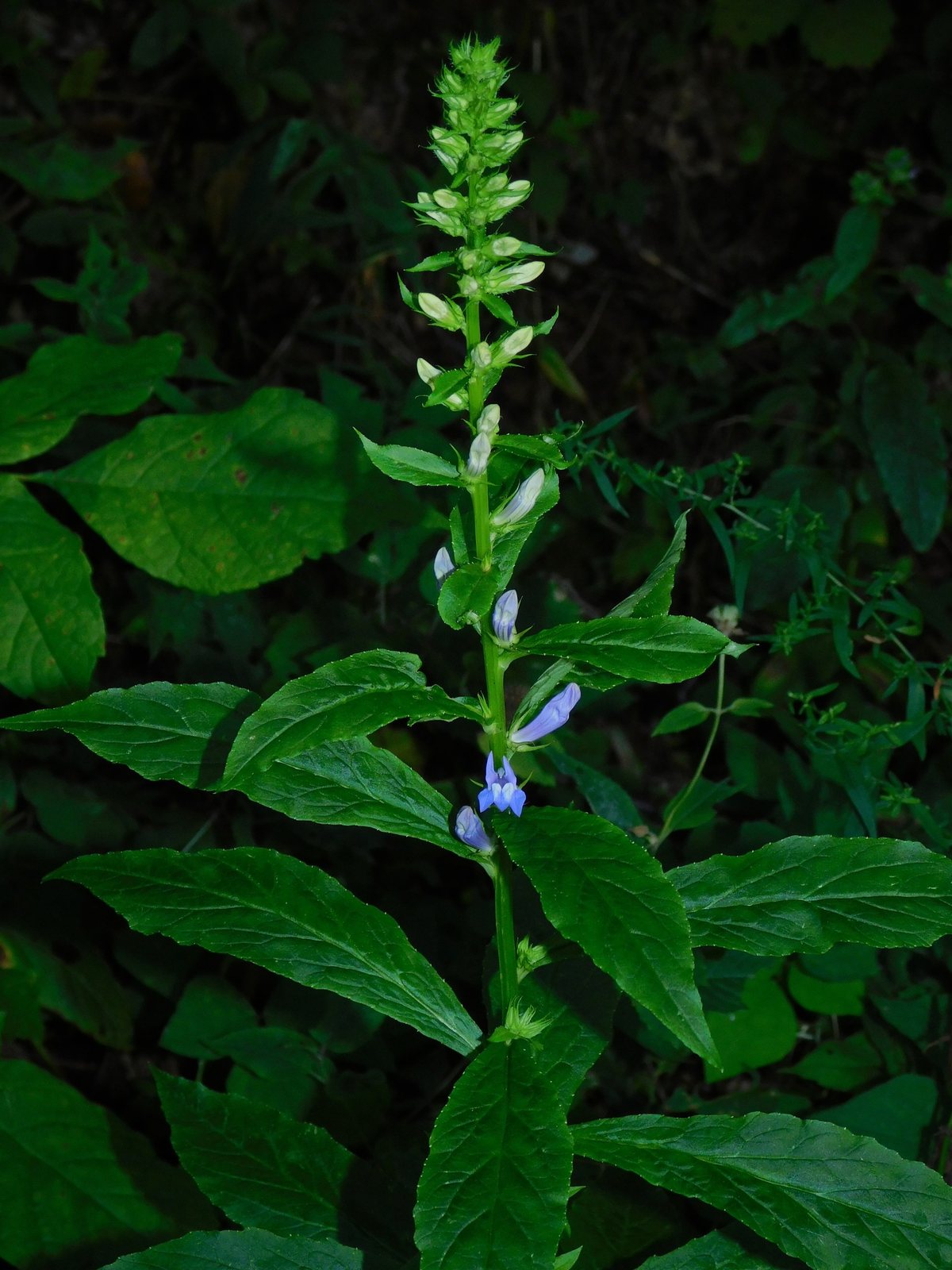 Great blue lobelia