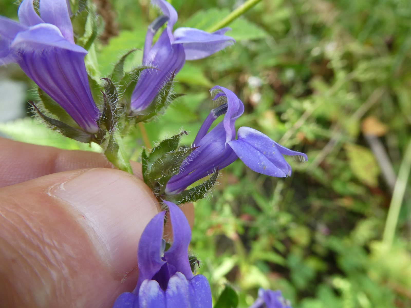 Great blue lobelia