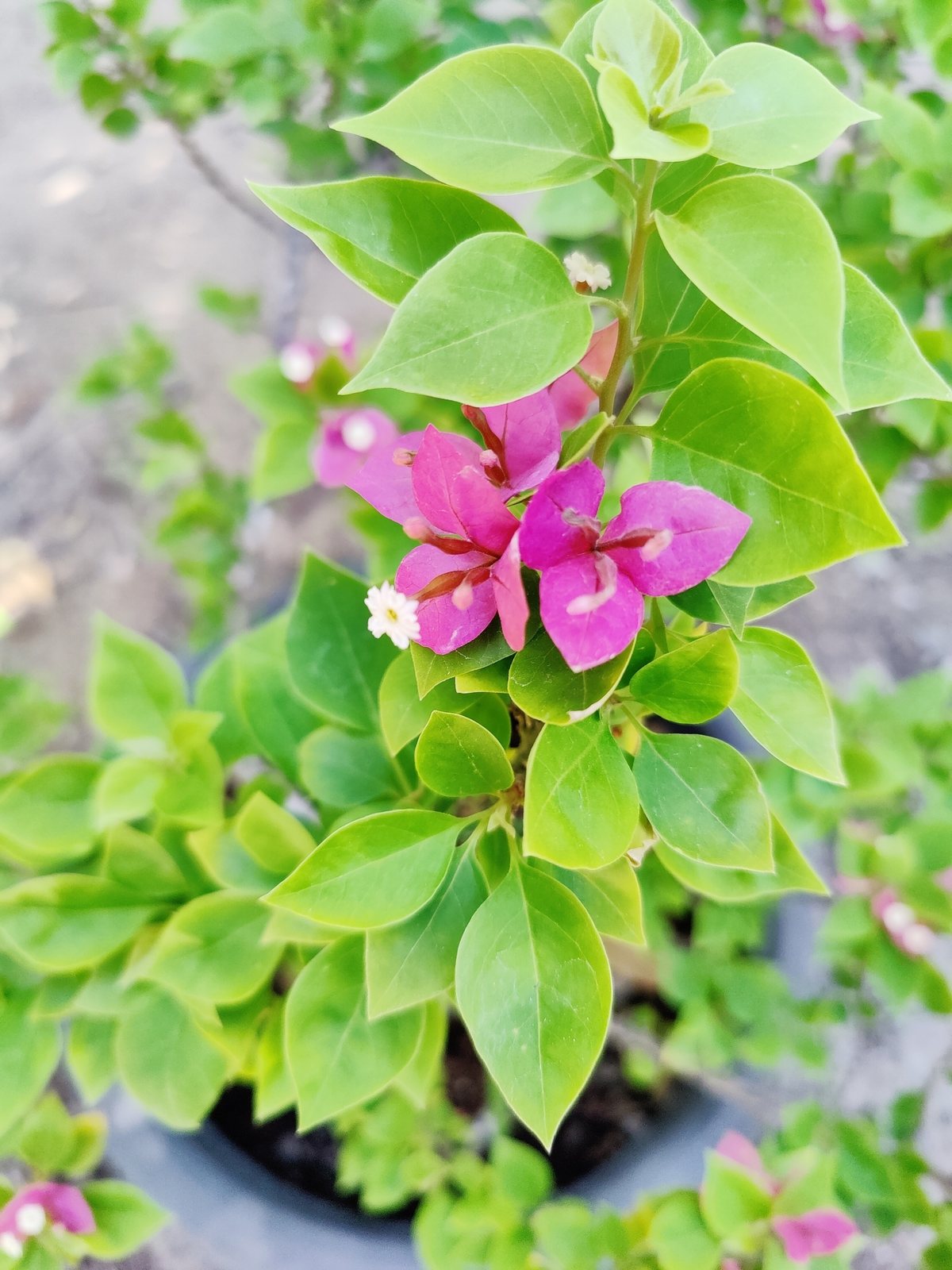 Great bougainvillea