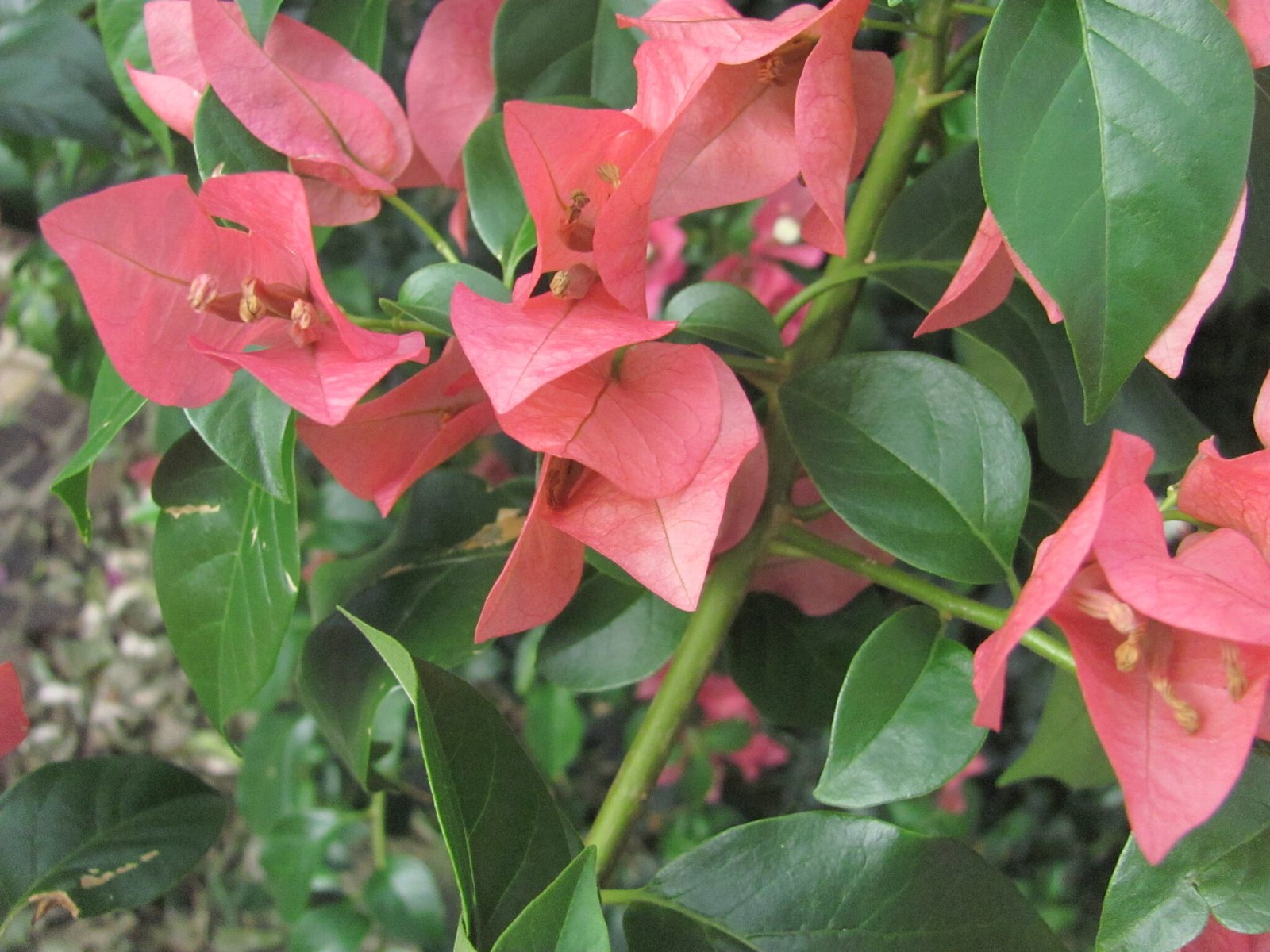 Great bougainvillea