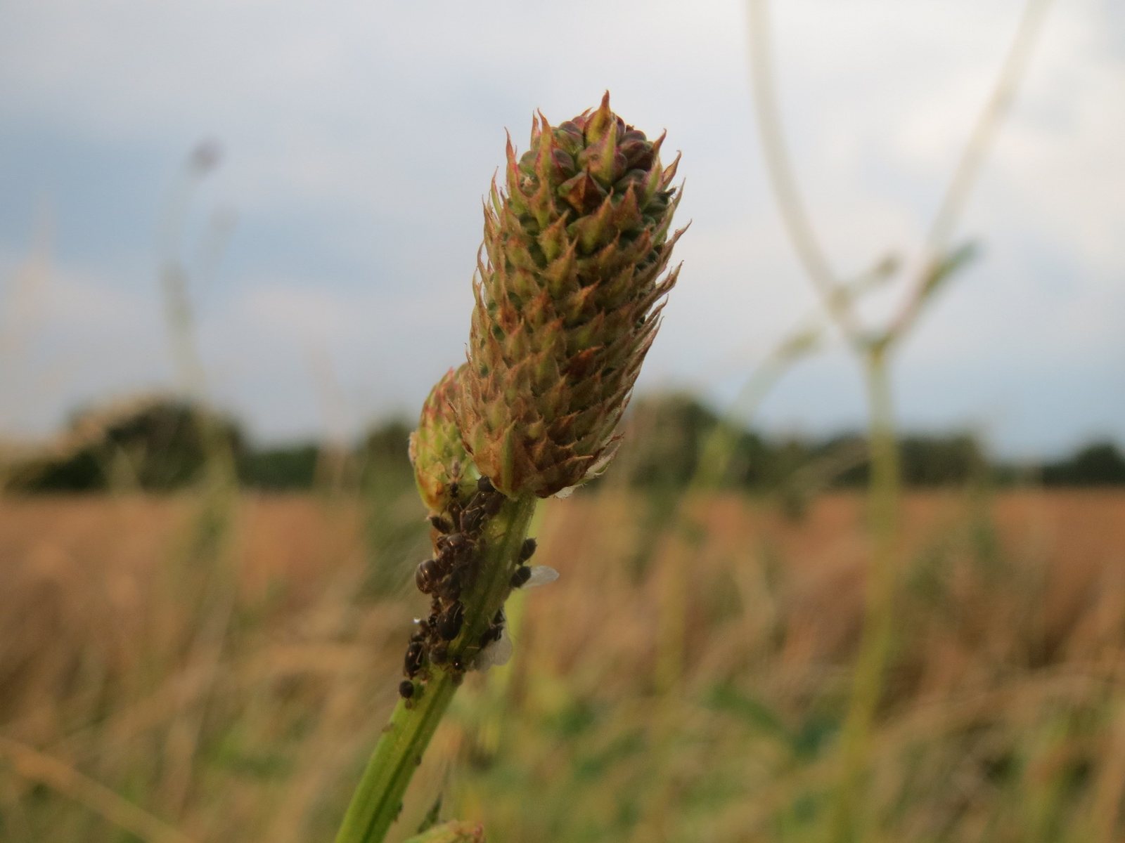 Great burnet
