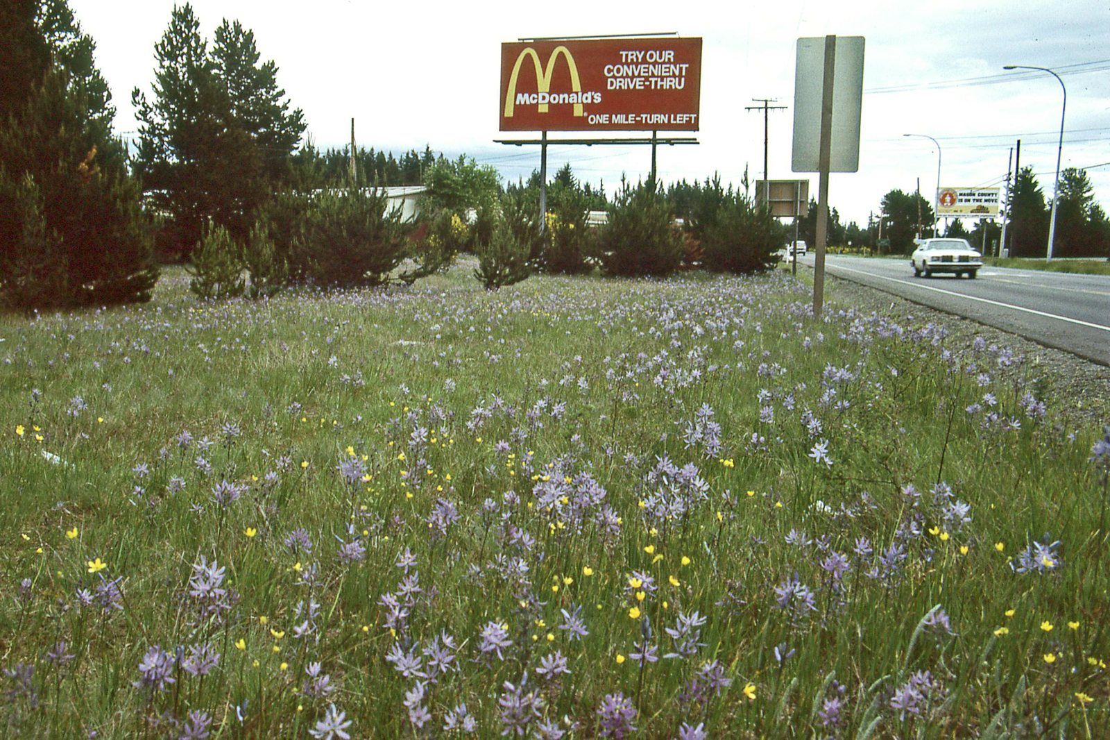 Great camas