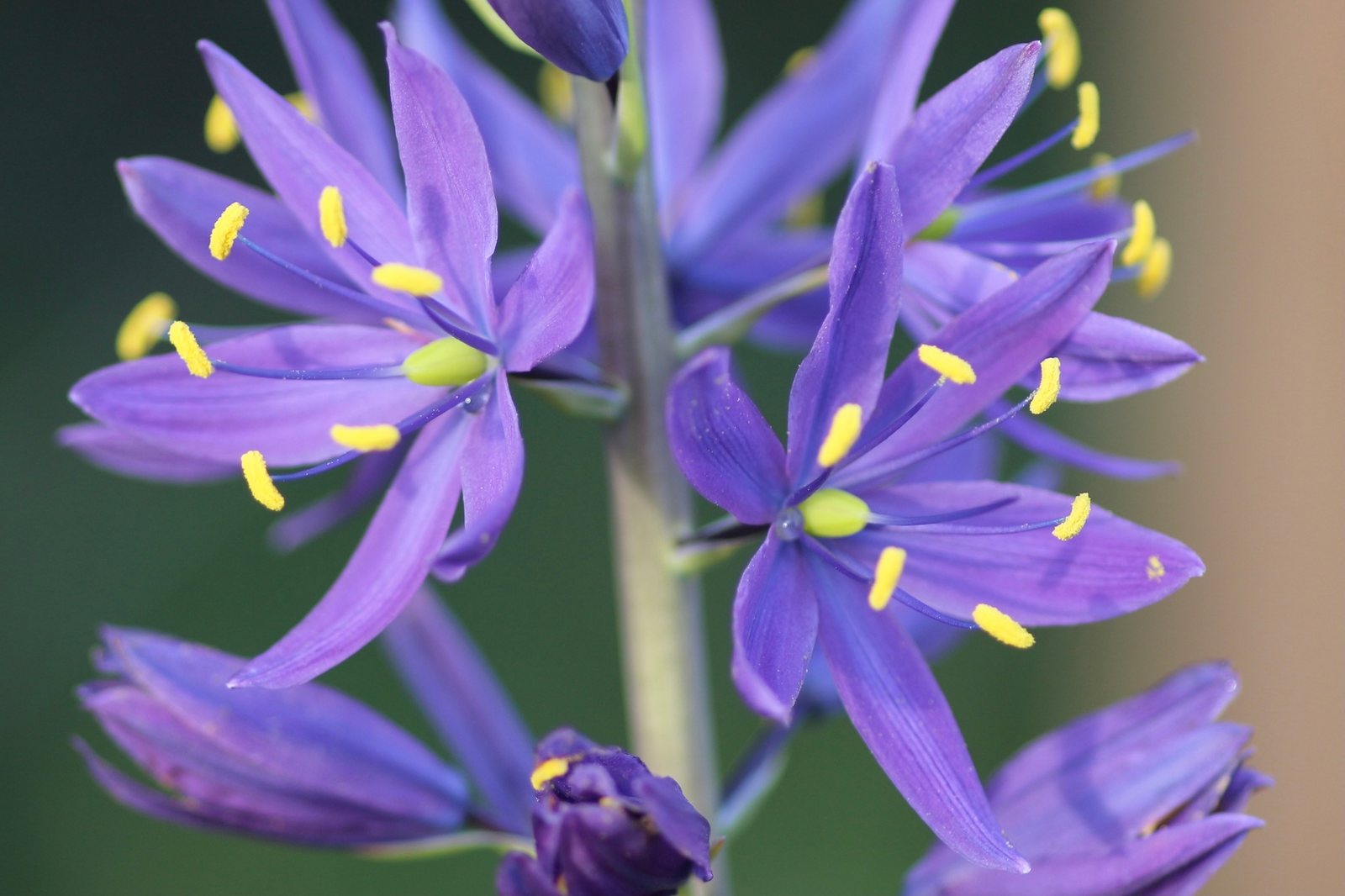 Great camas