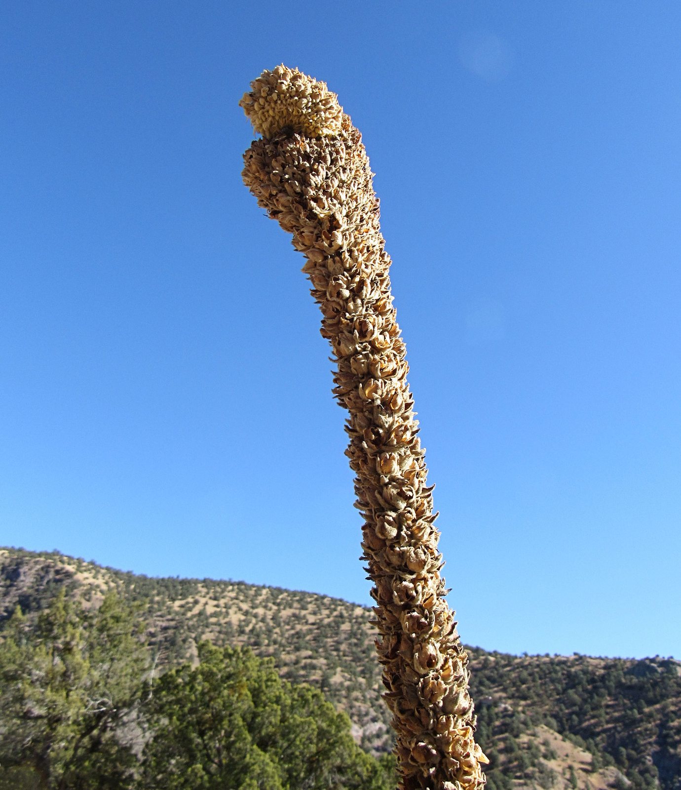 Great mullein